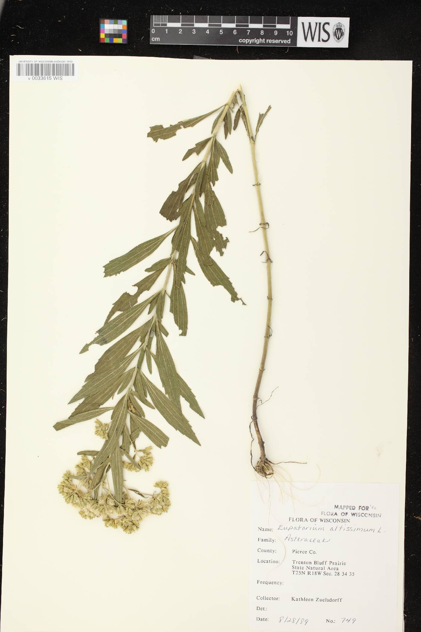 Eupatorium altissimum image