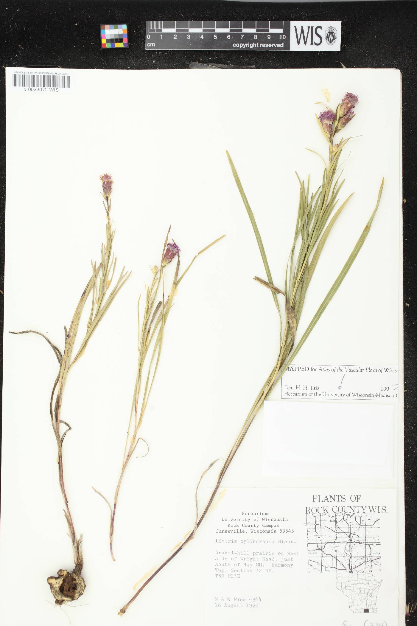 Liatris cylindracea image