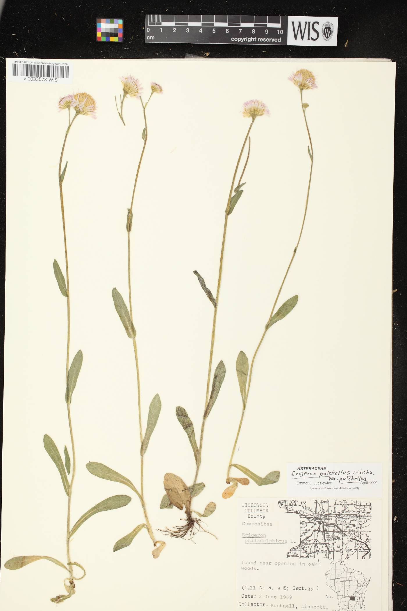 Erigeron pulchellus image