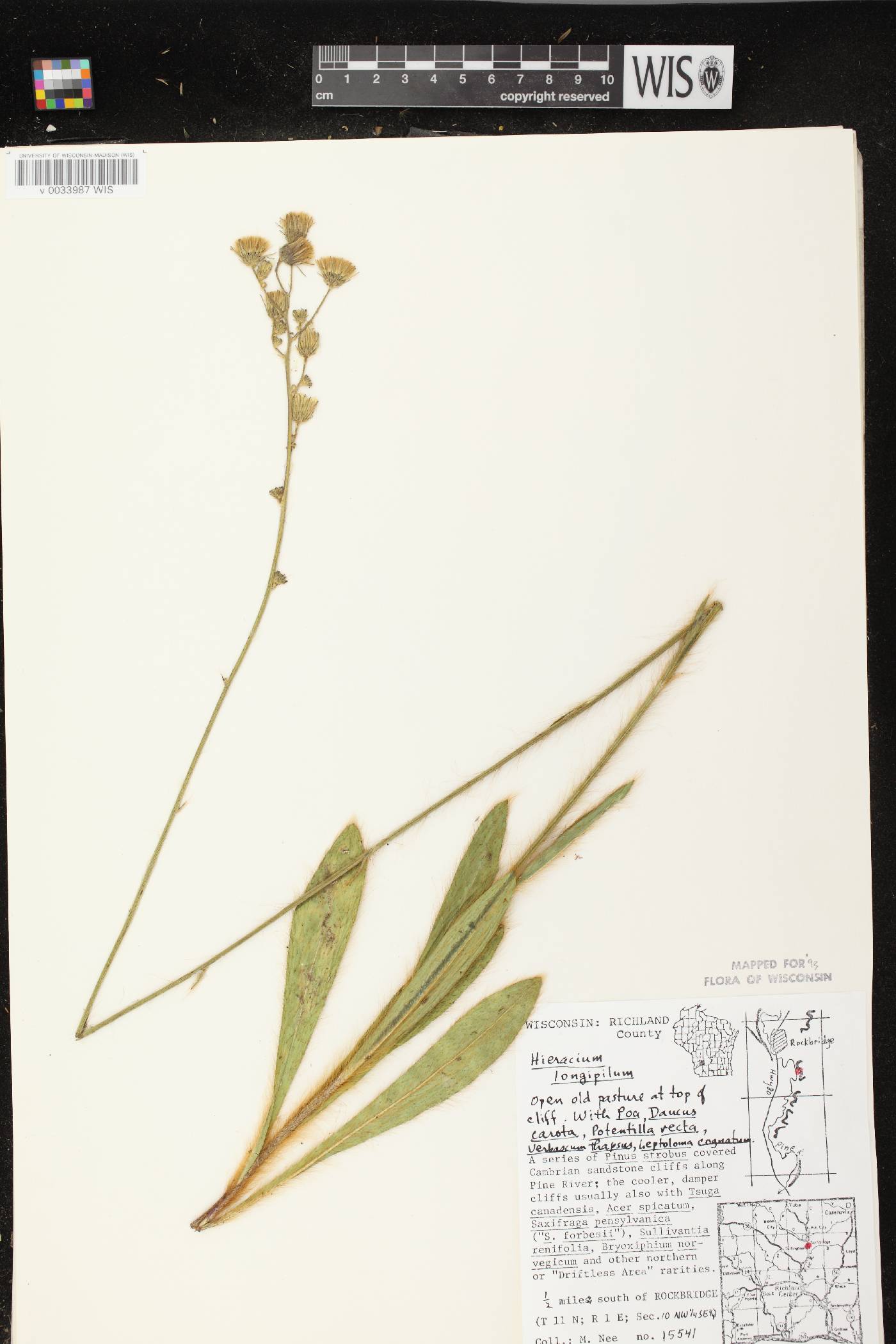 Hieracium longipilum image