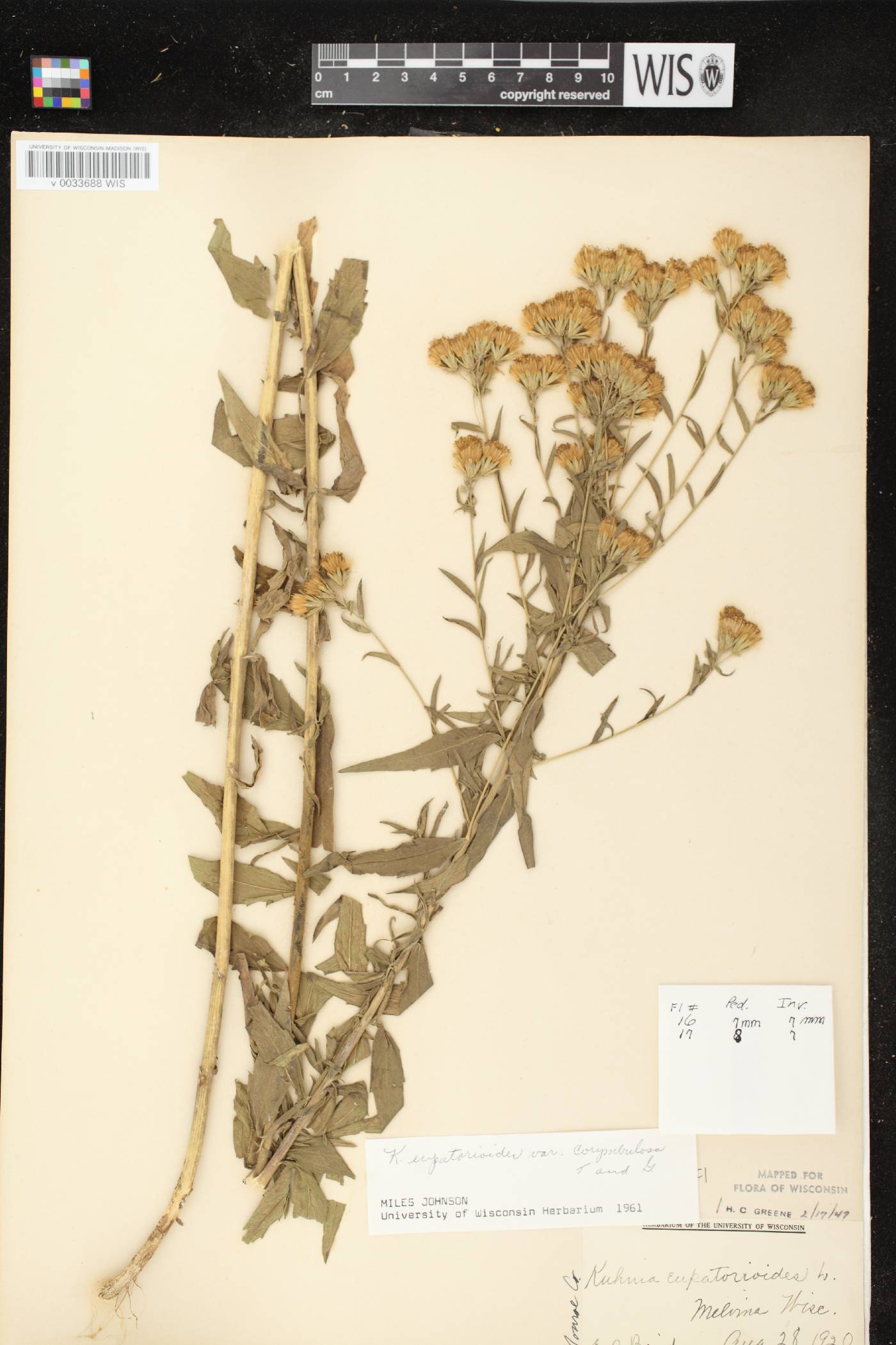 Brickellia eupatorioides image