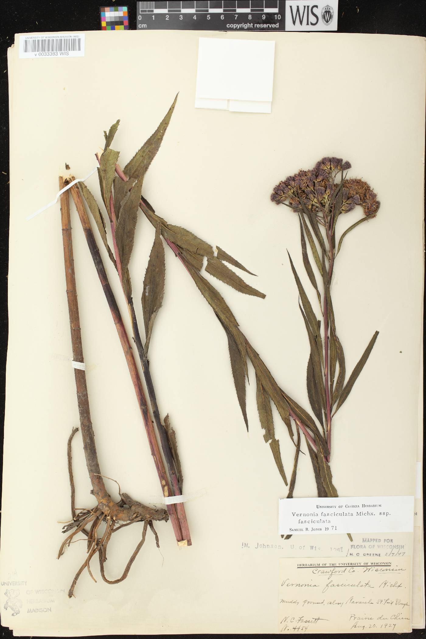 Vernonia fasciculata image