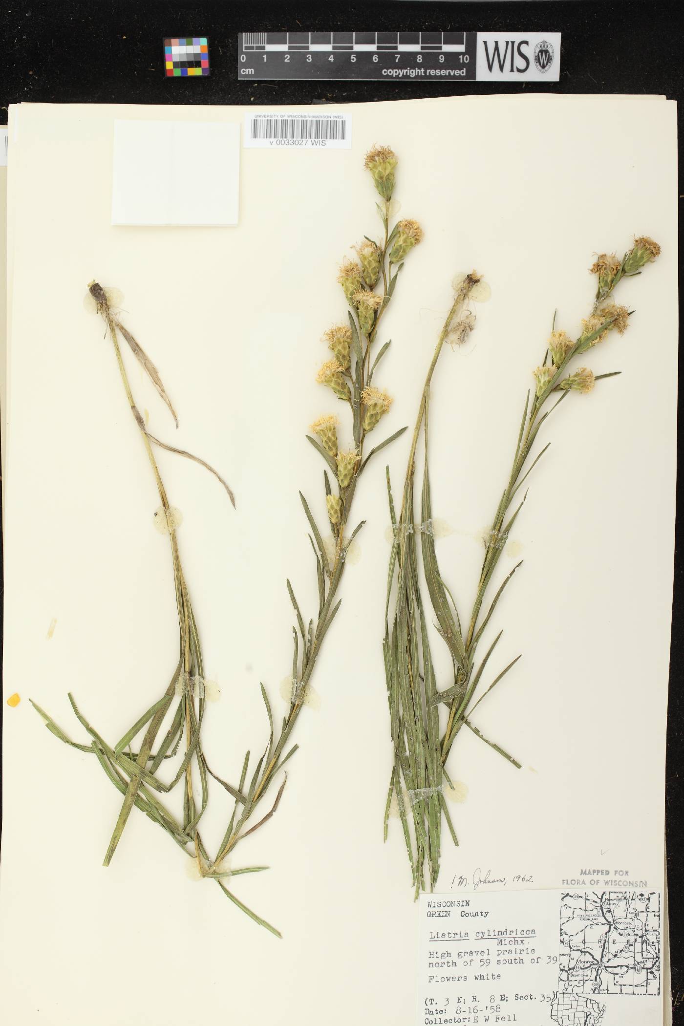Liatris cylindracea image