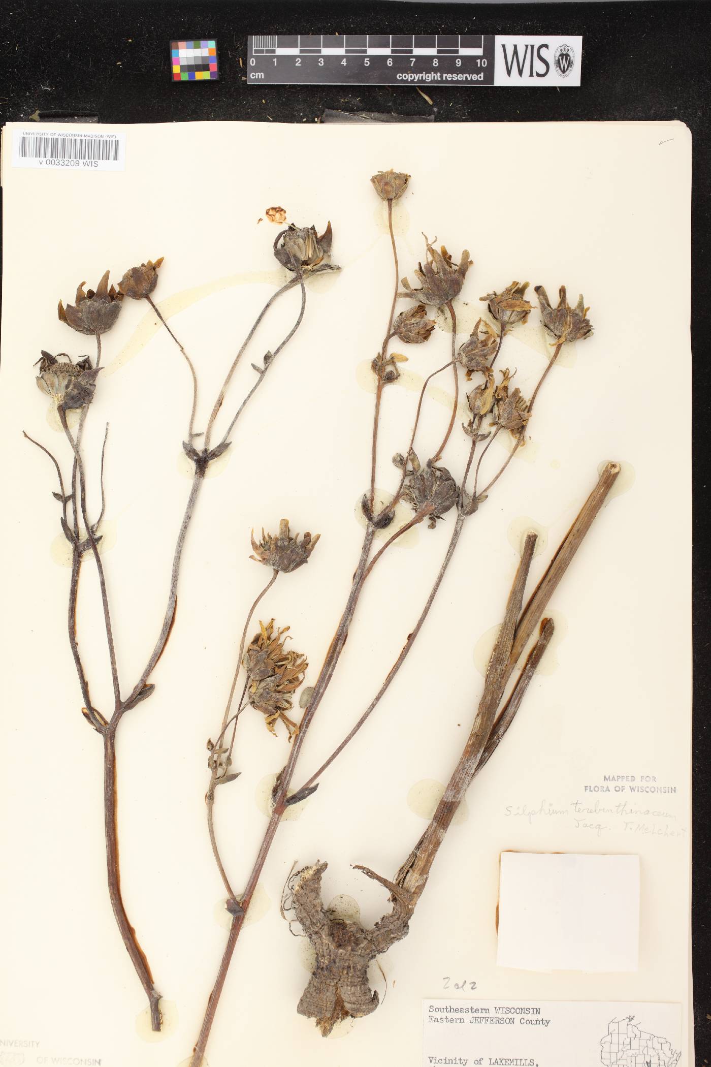 Silphium terebinthinaceum var. terebinthinaceum image
