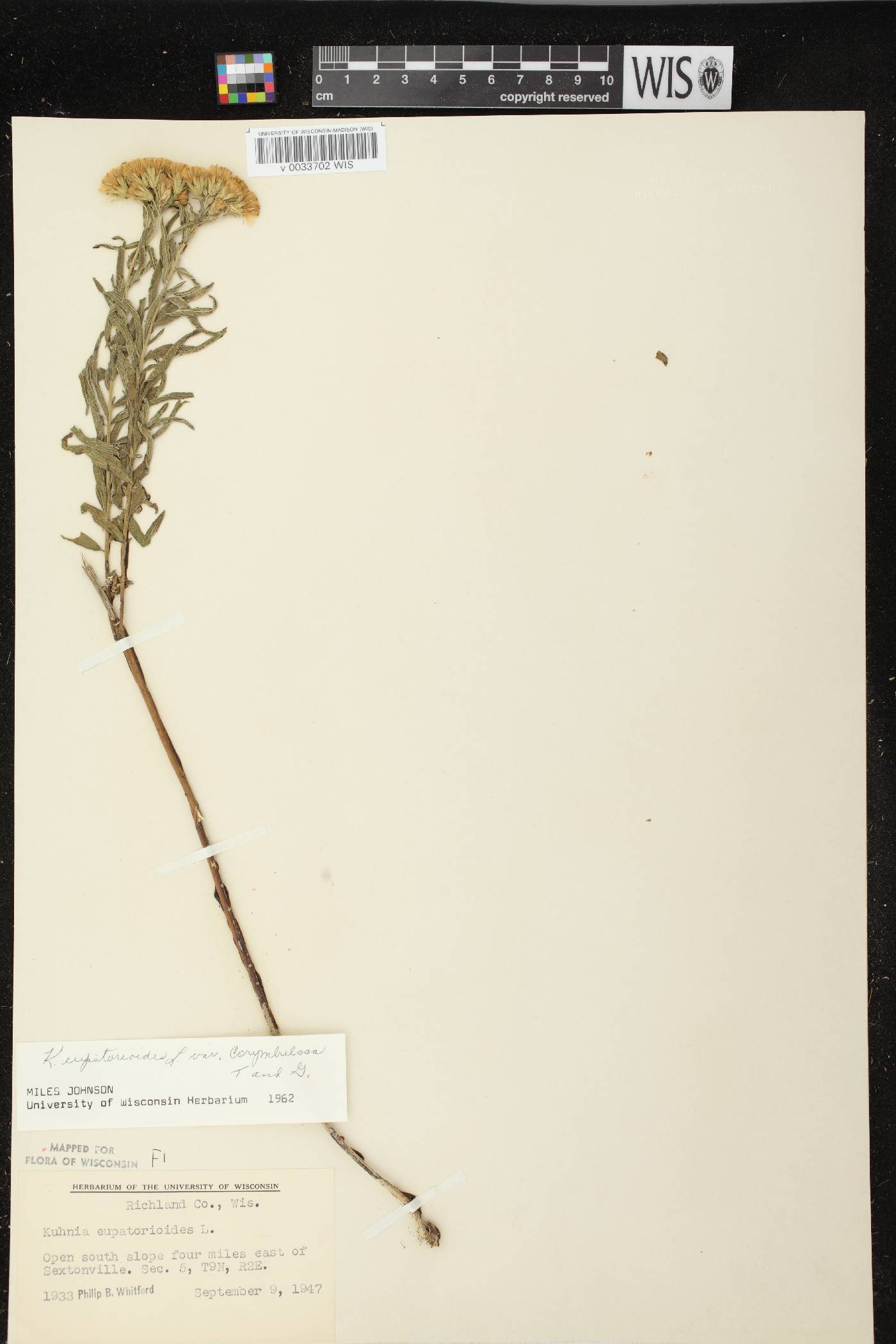 Brickellia eupatorioides image