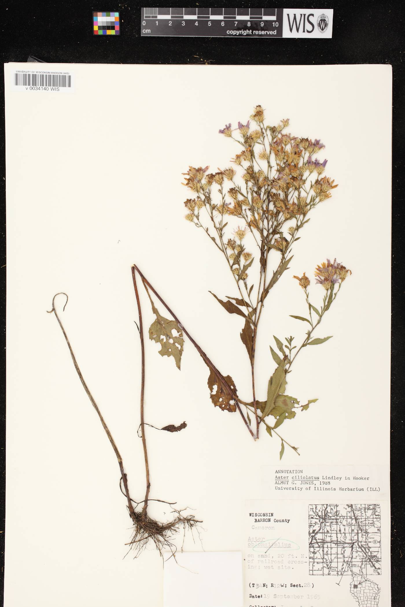 Symphyotrichum ciliolatum image