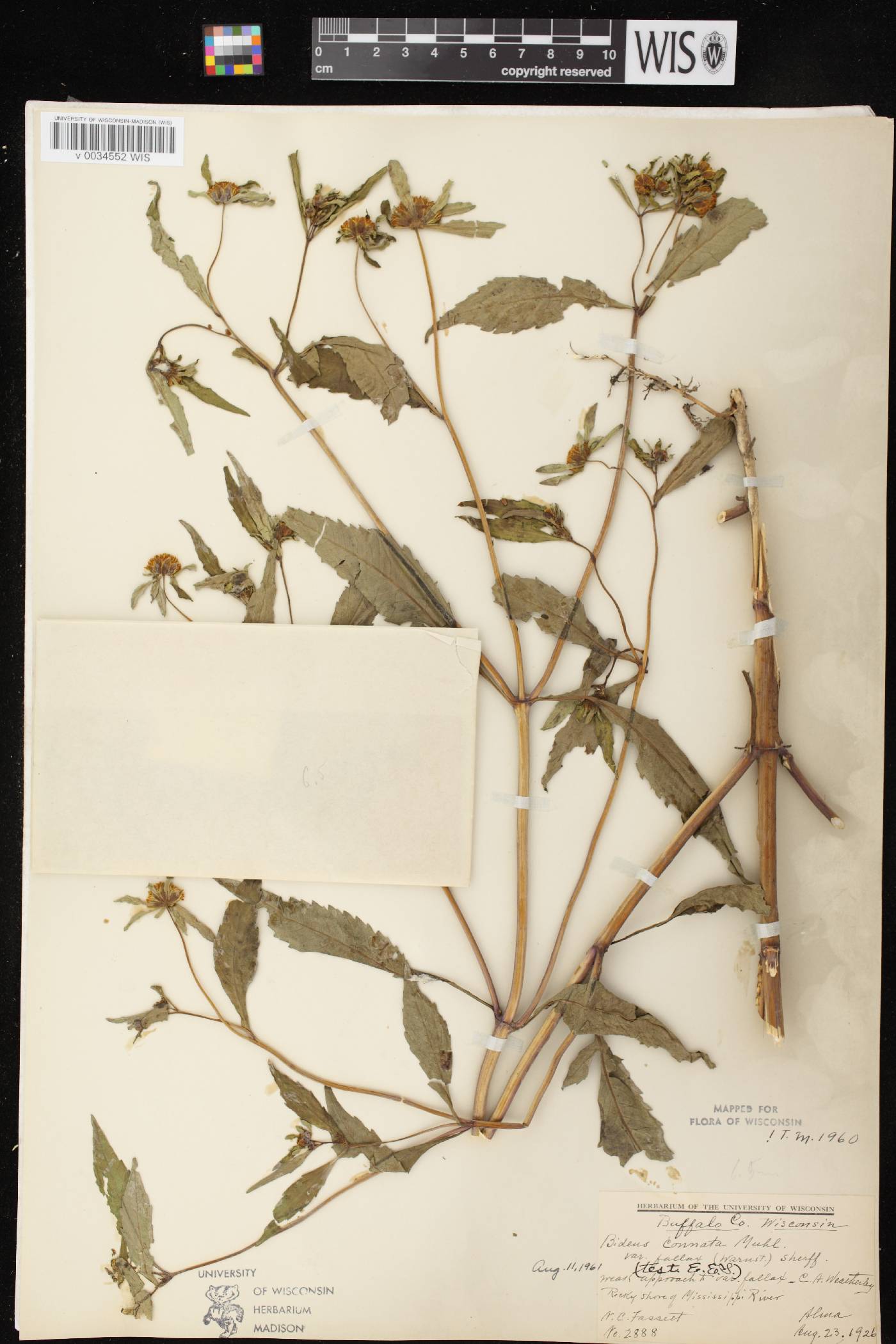 Bidens connata image