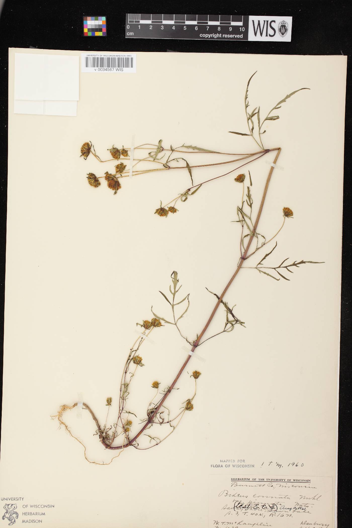 Bidens connata image