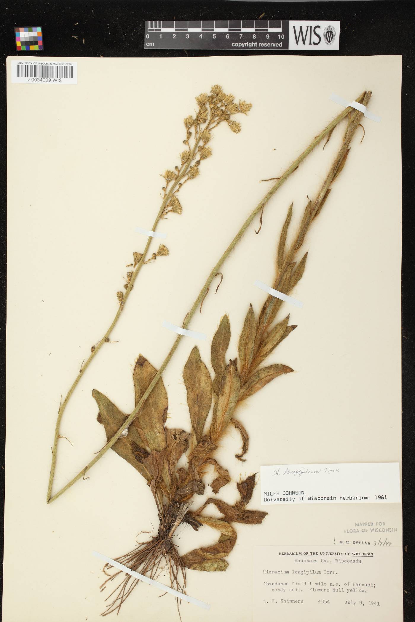 Hieracium longipilum image