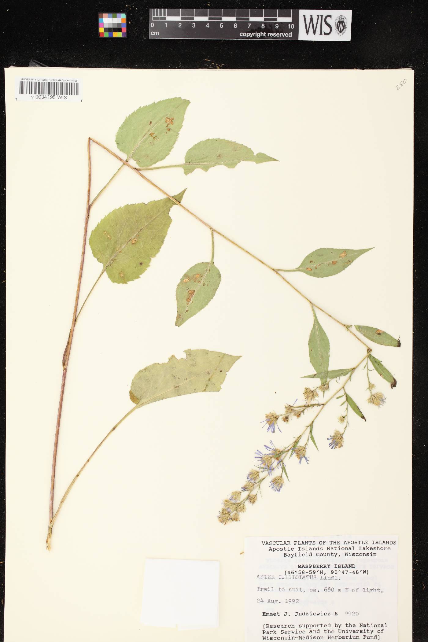 Symphyotrichum ciliolatum image