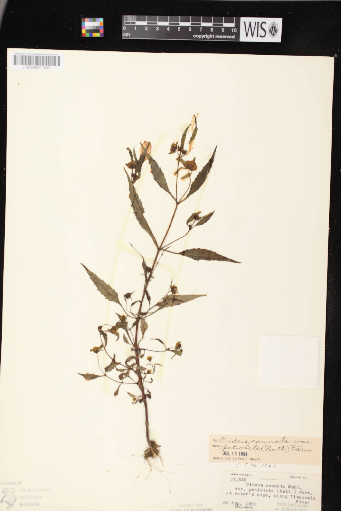 Bidens connata image