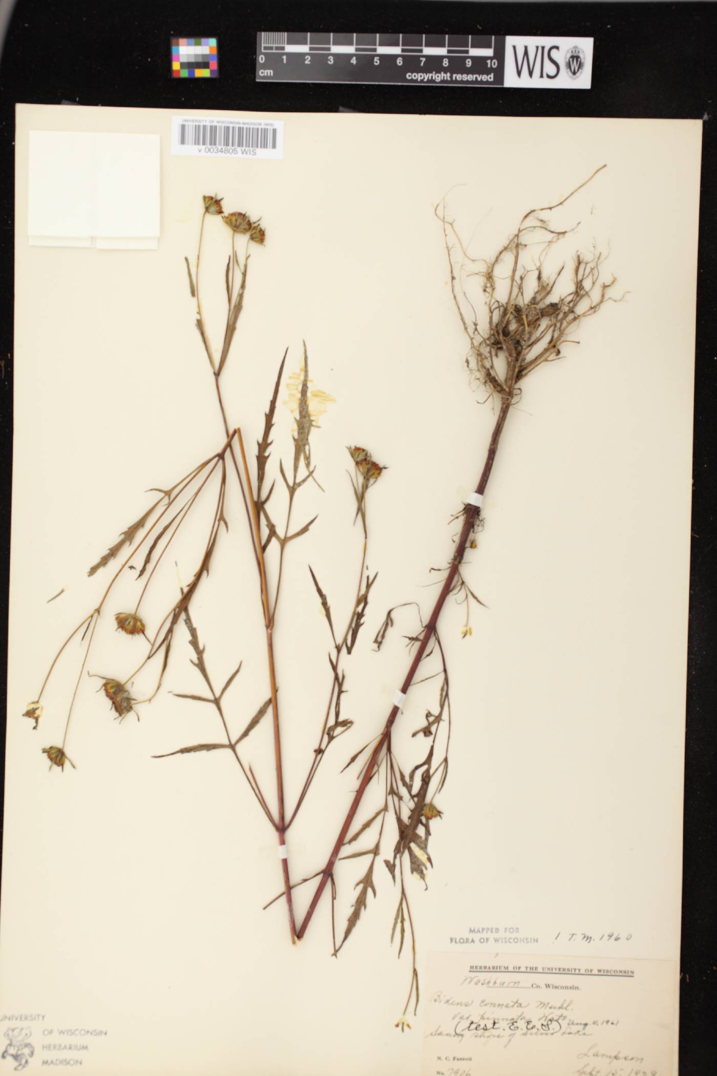 Bidens connata image