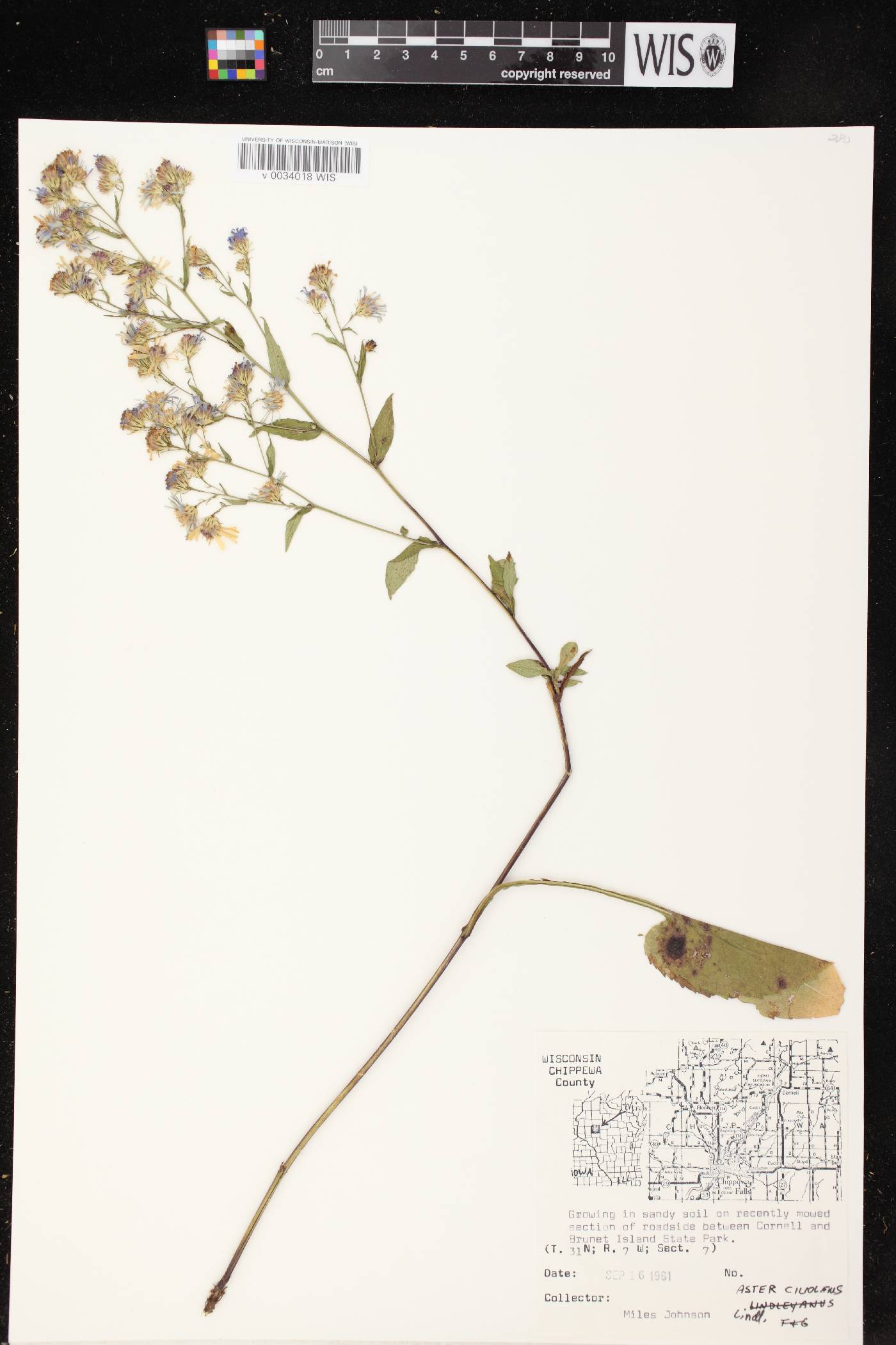 Symphyotrichum ciliolatum image