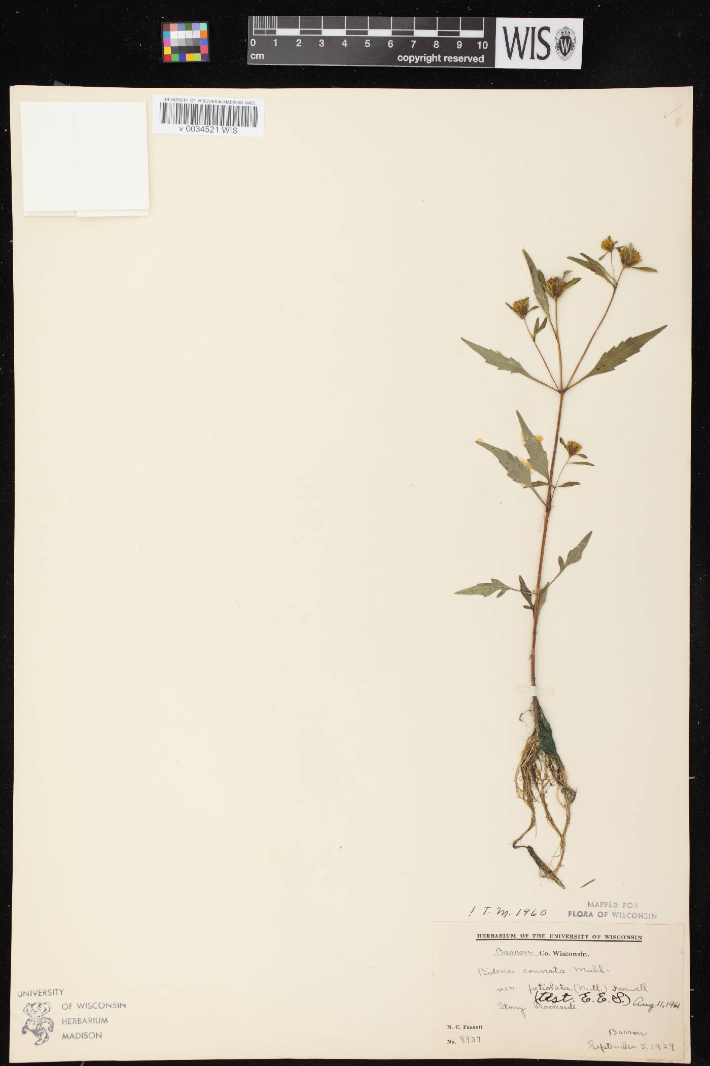 Bidens connata image