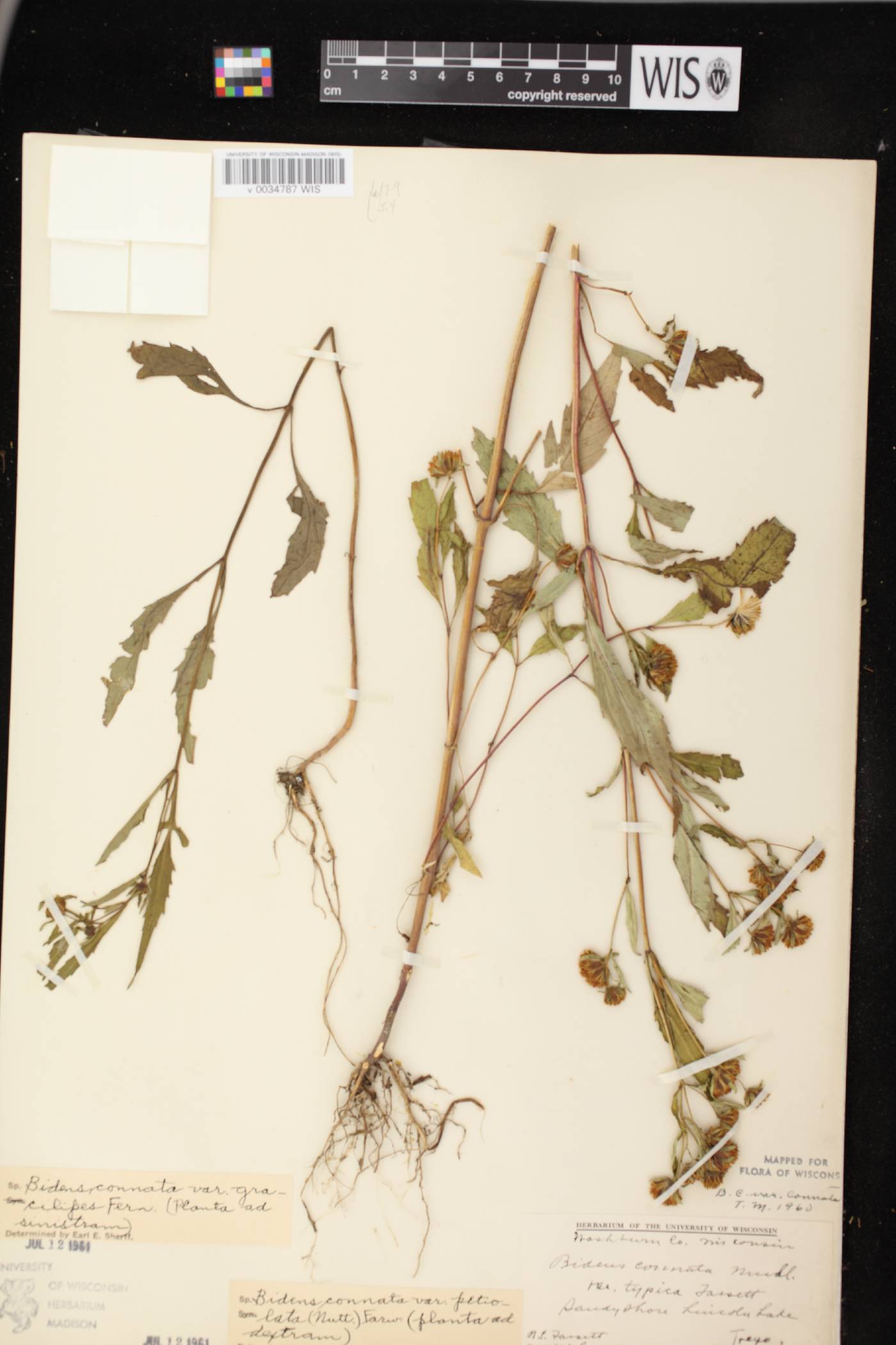 Bidens connata image