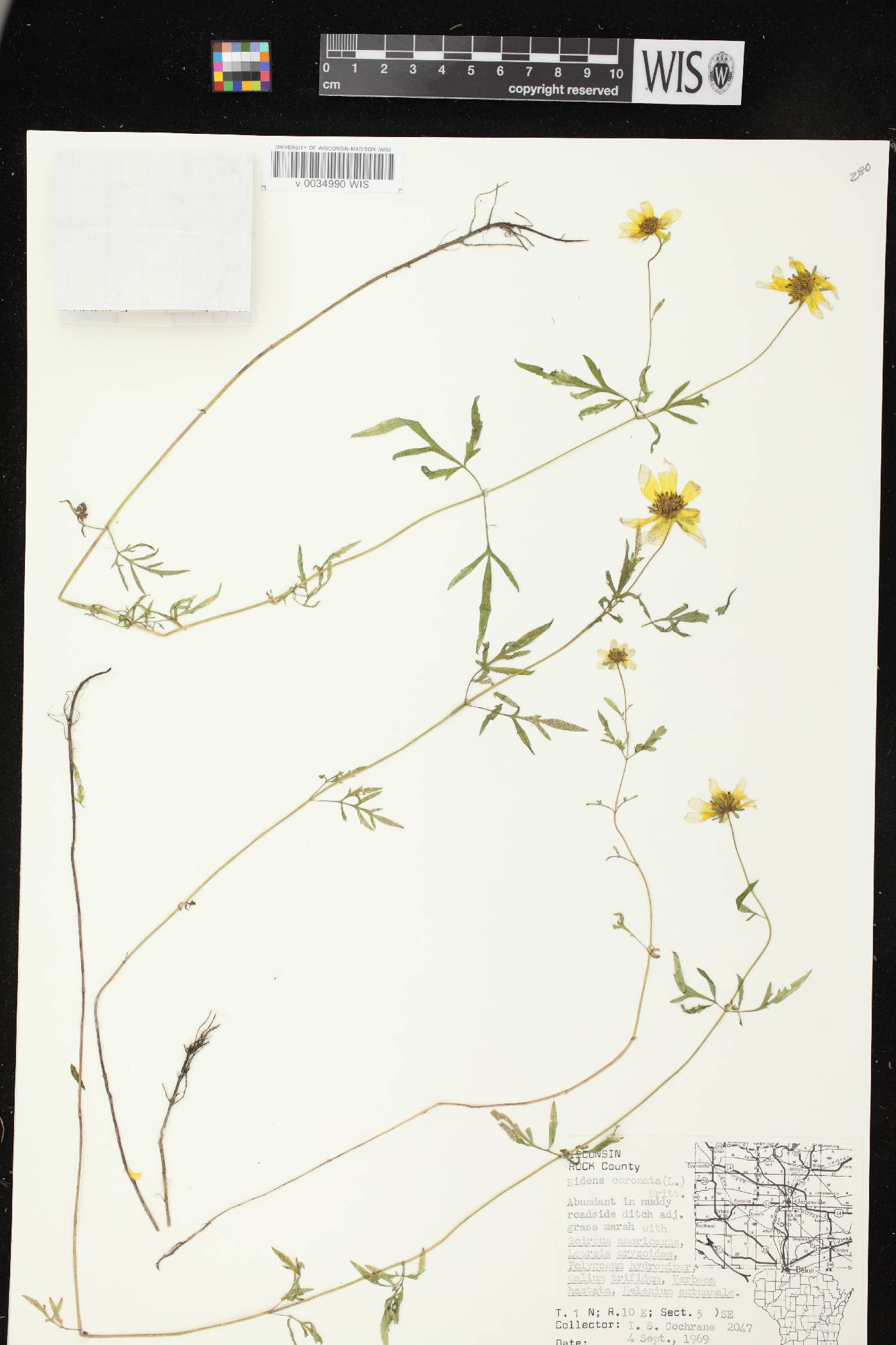 Bidens trichosperma image