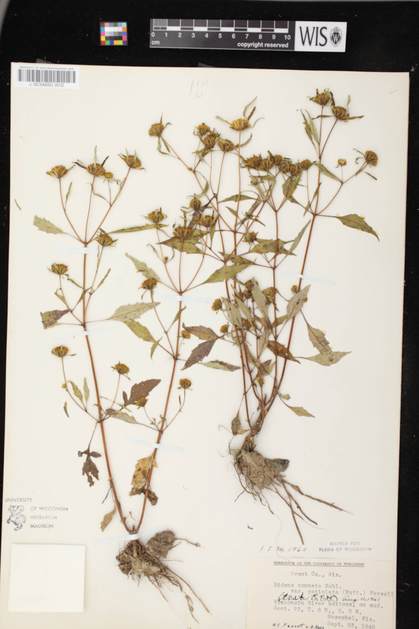 Bidens connata image