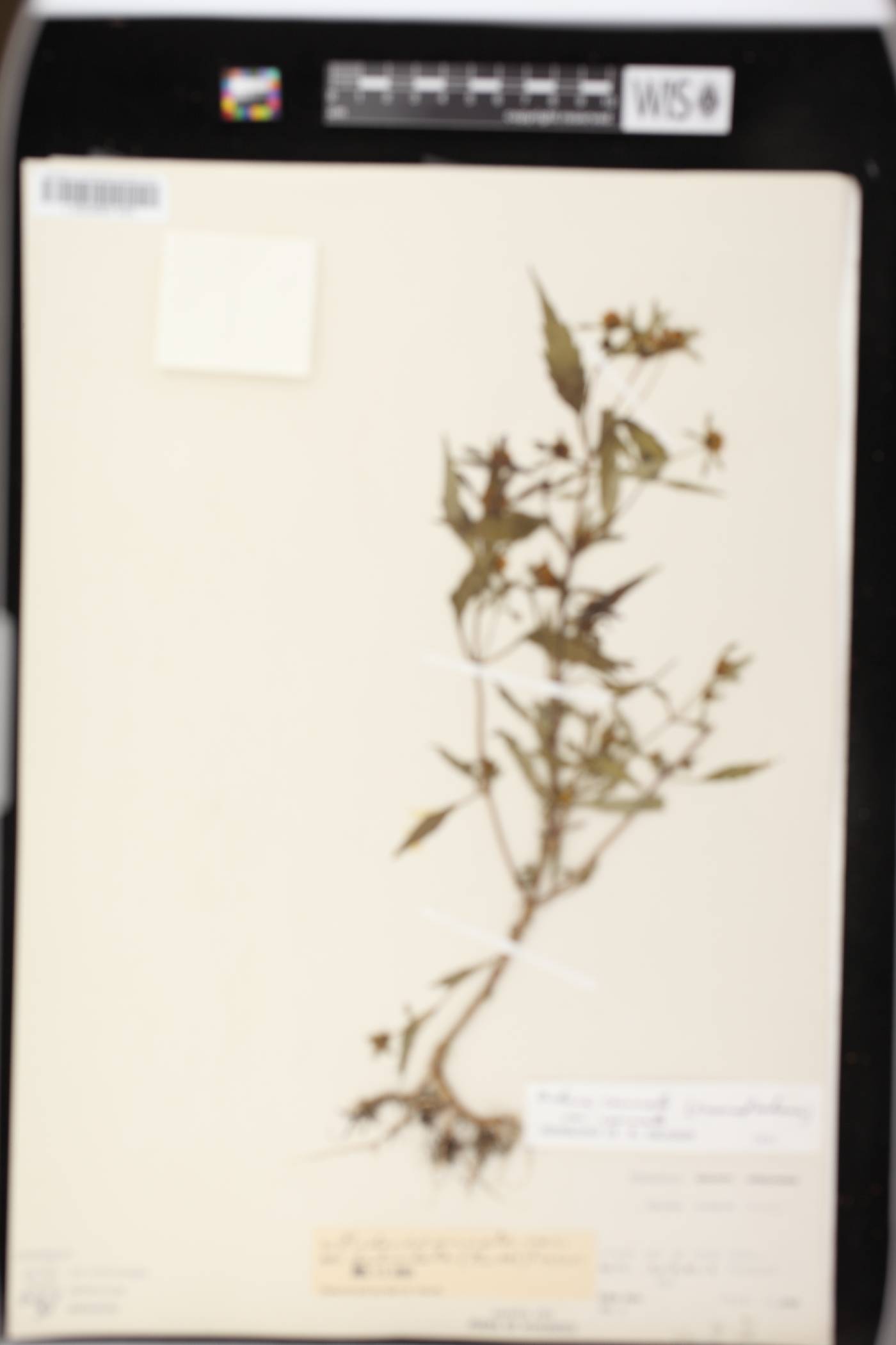 Bidens connata image