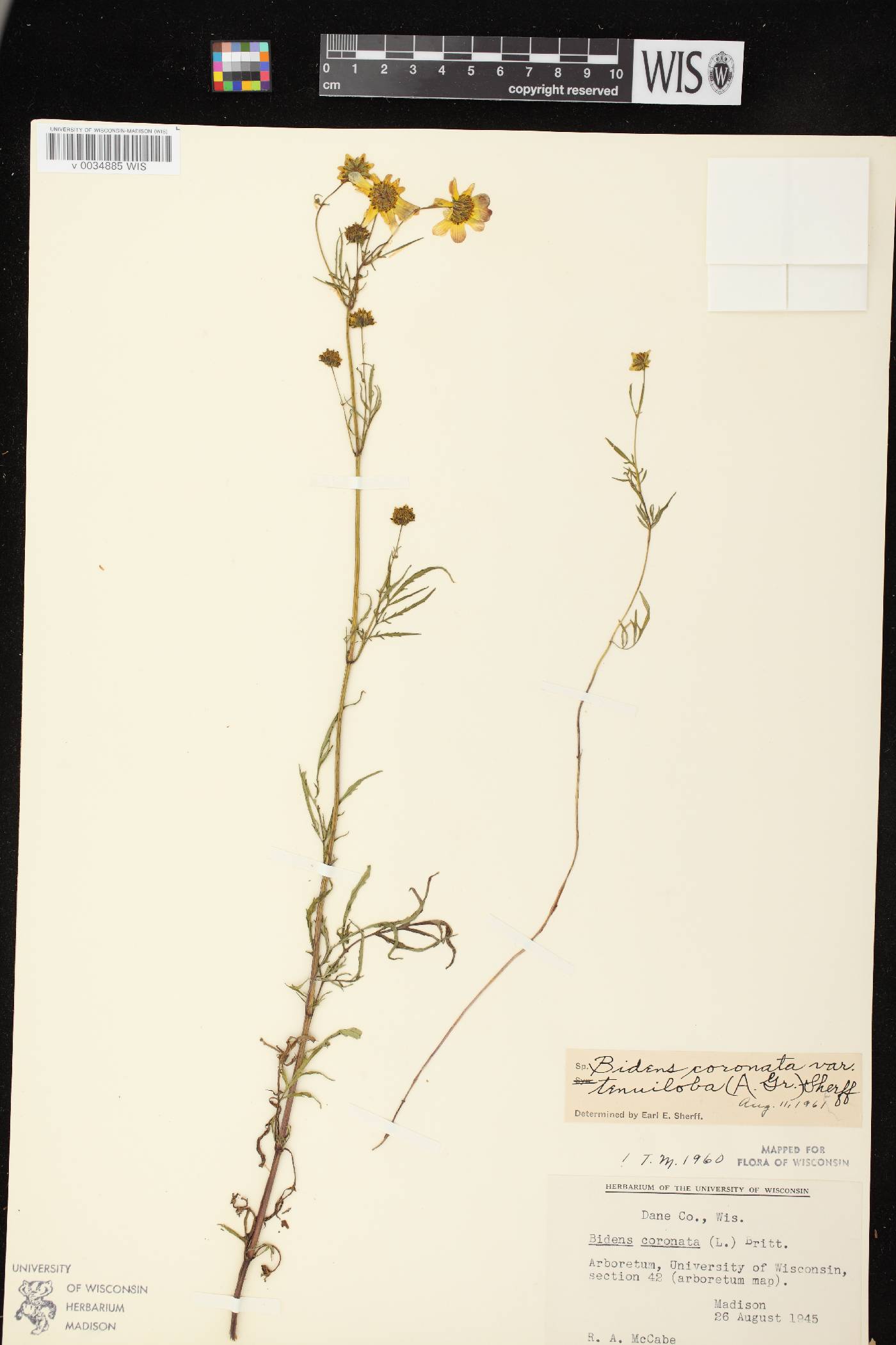 Bidens trichosperma image