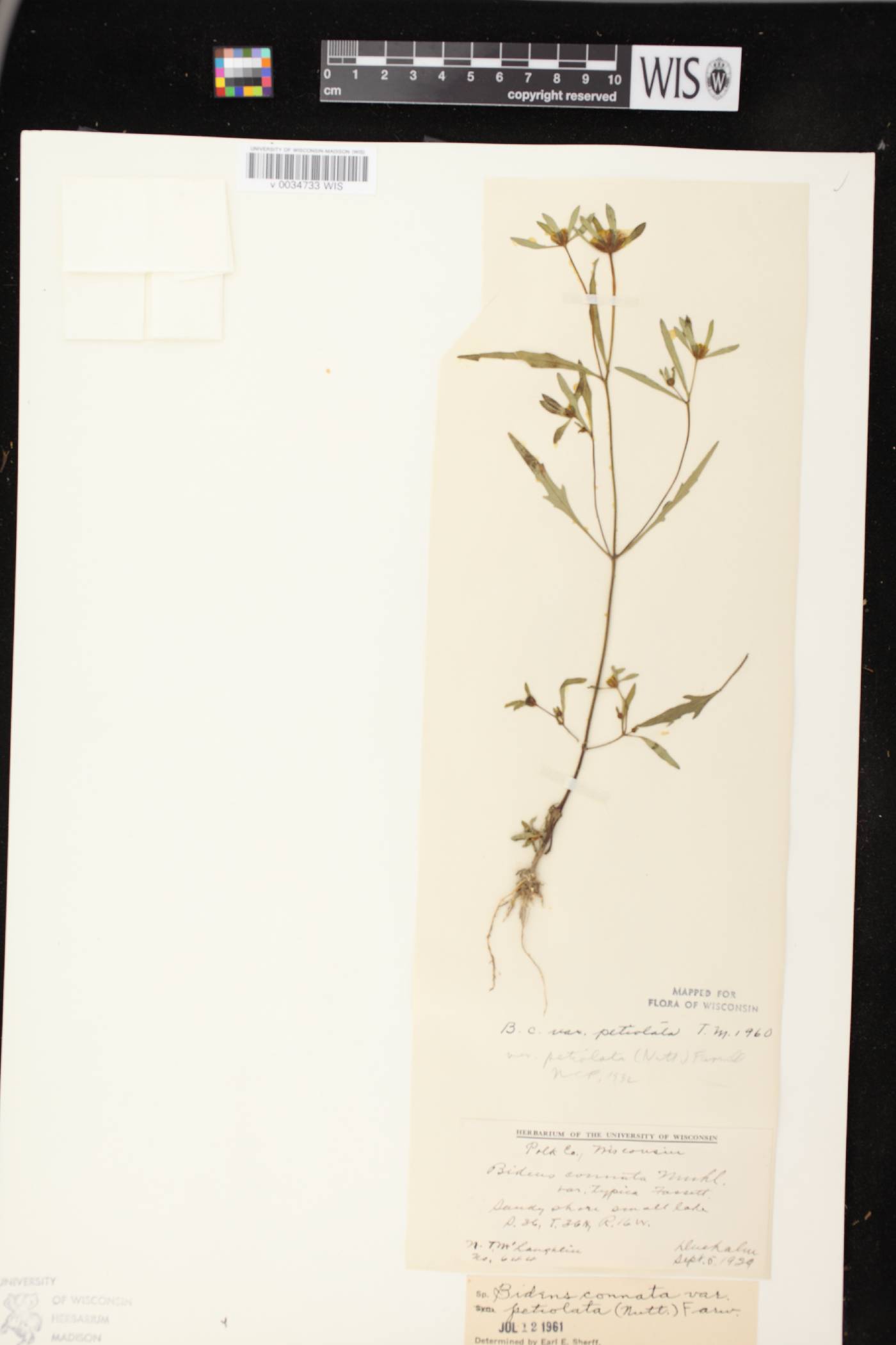 Bidens connata image