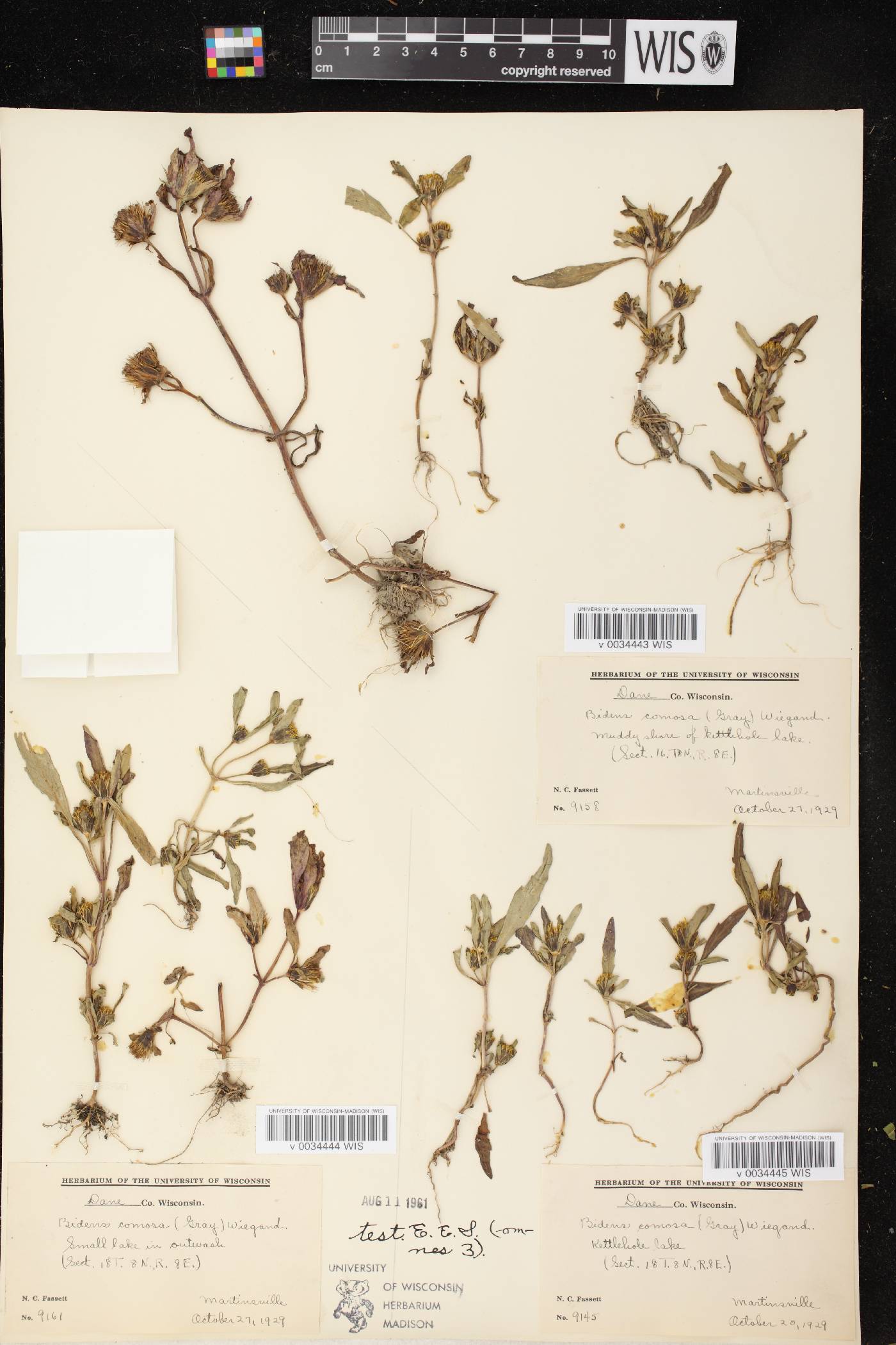 Bidens tripartita image