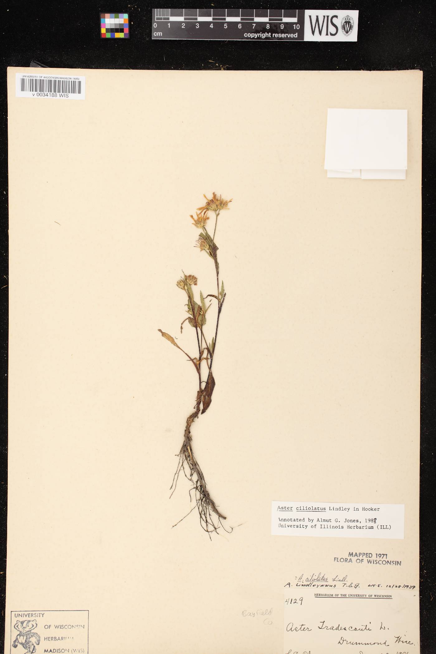 Symphyotrichum ciliolatum image