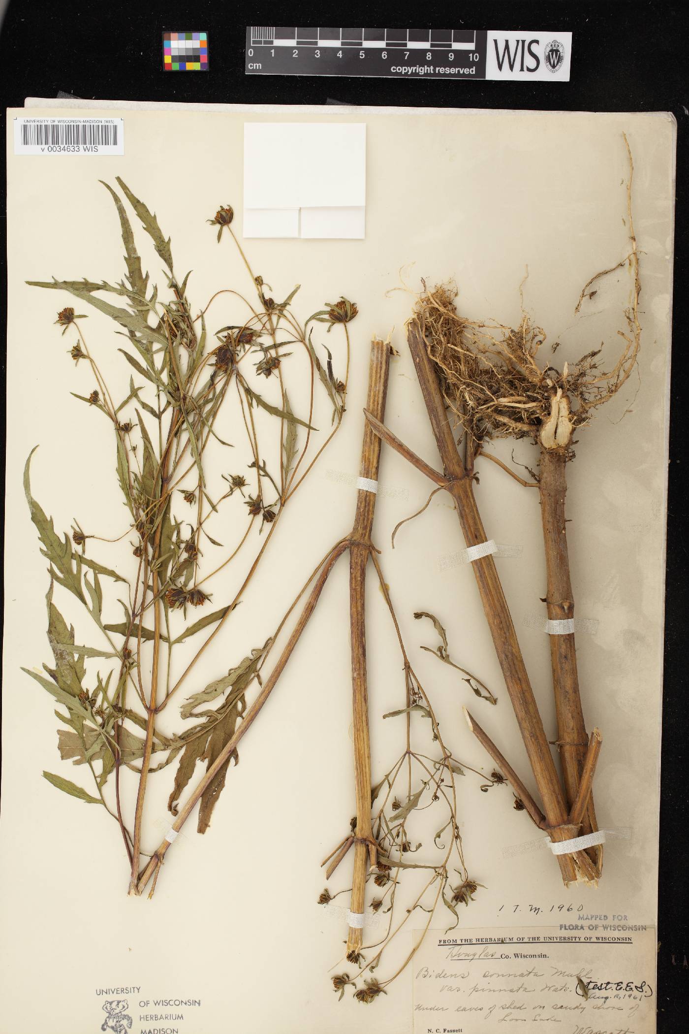 Bidens connata image