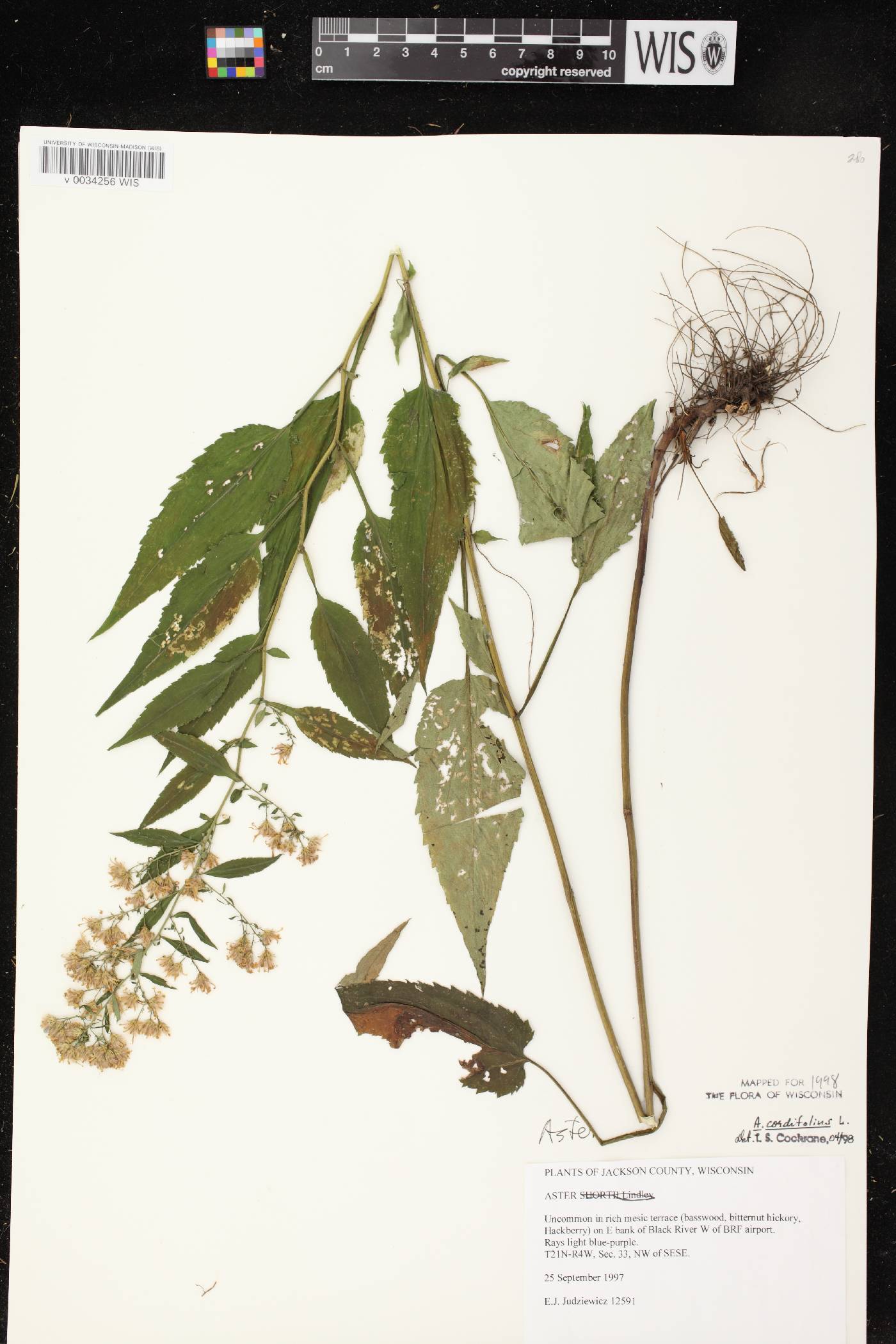 Symphyotrichum cordifolium image