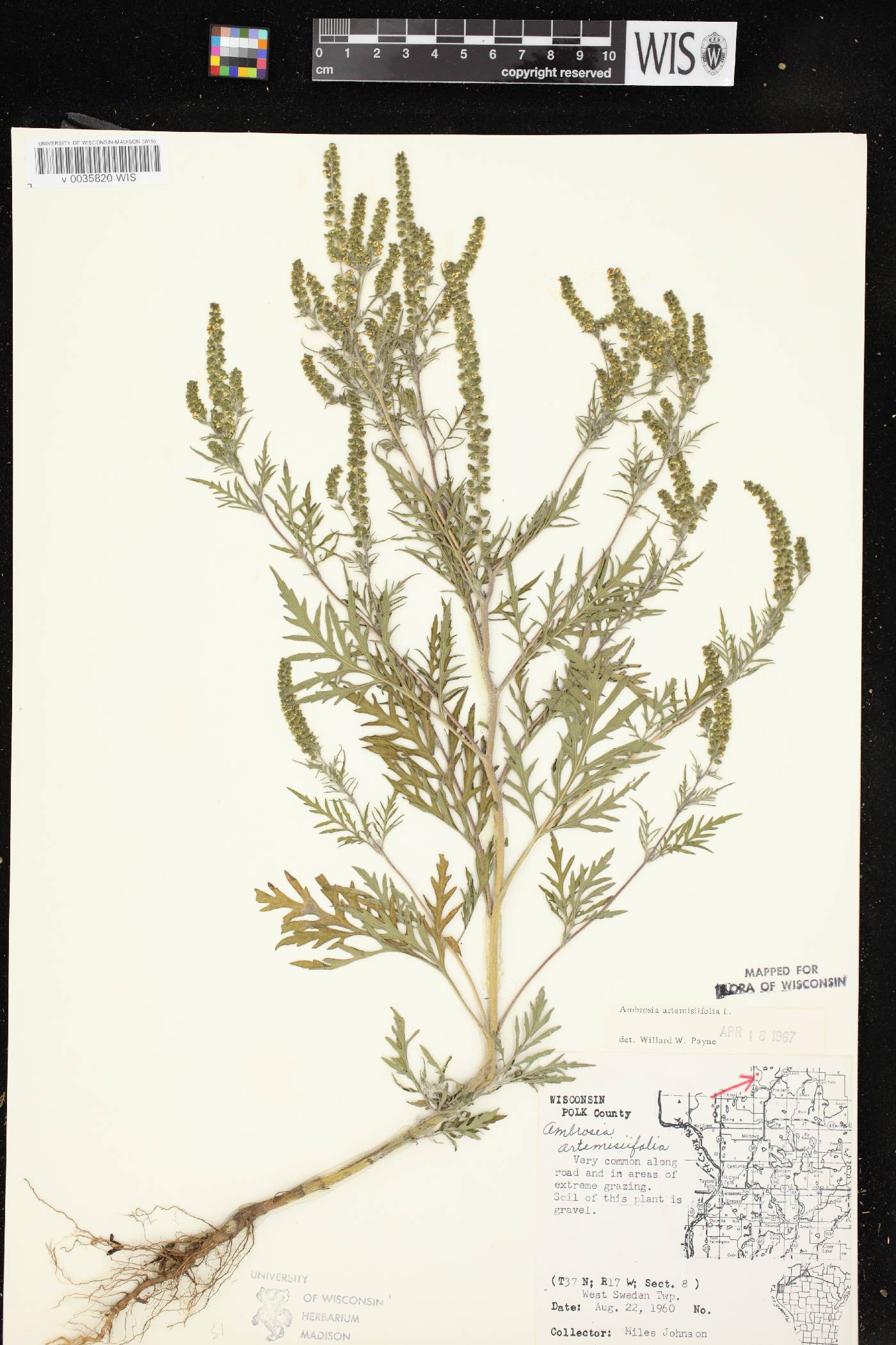 Ambrosia artemisiifolia image