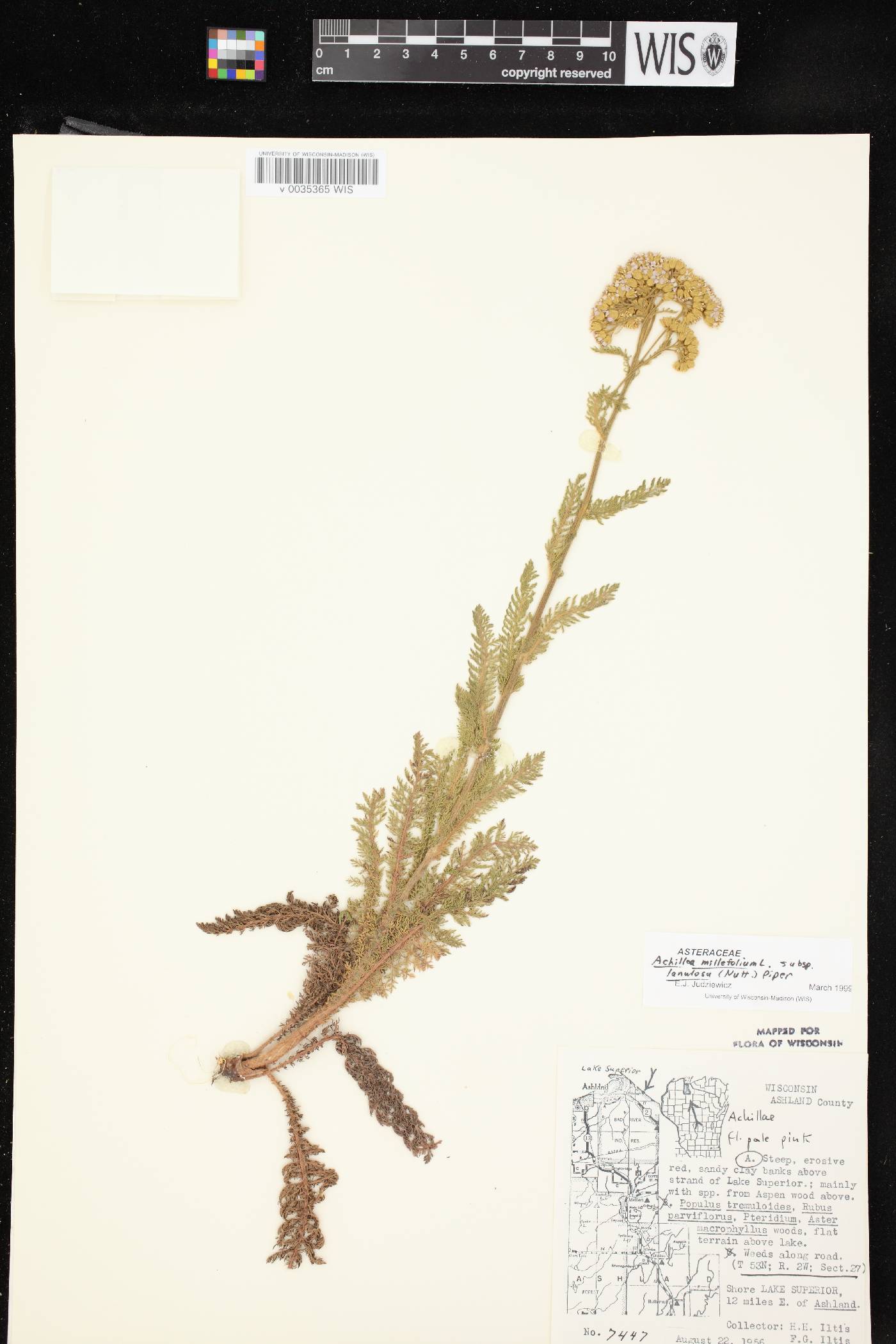 Achillea millefolium image