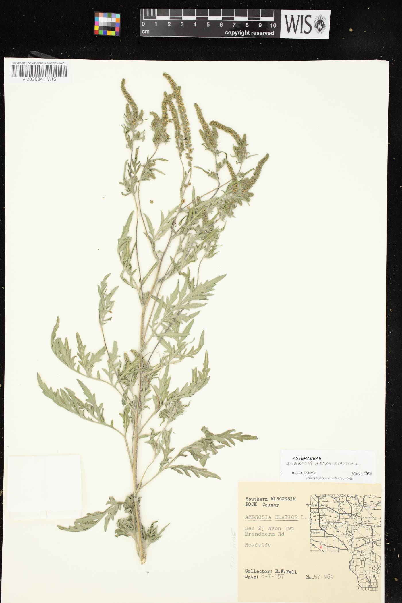 Ambrosia artemisiifolia image