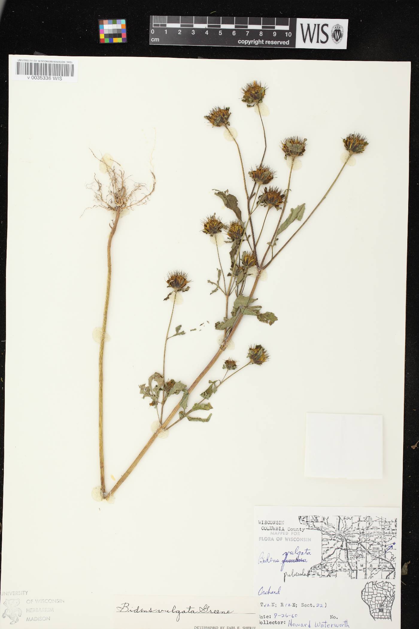 Bidens vulgata image