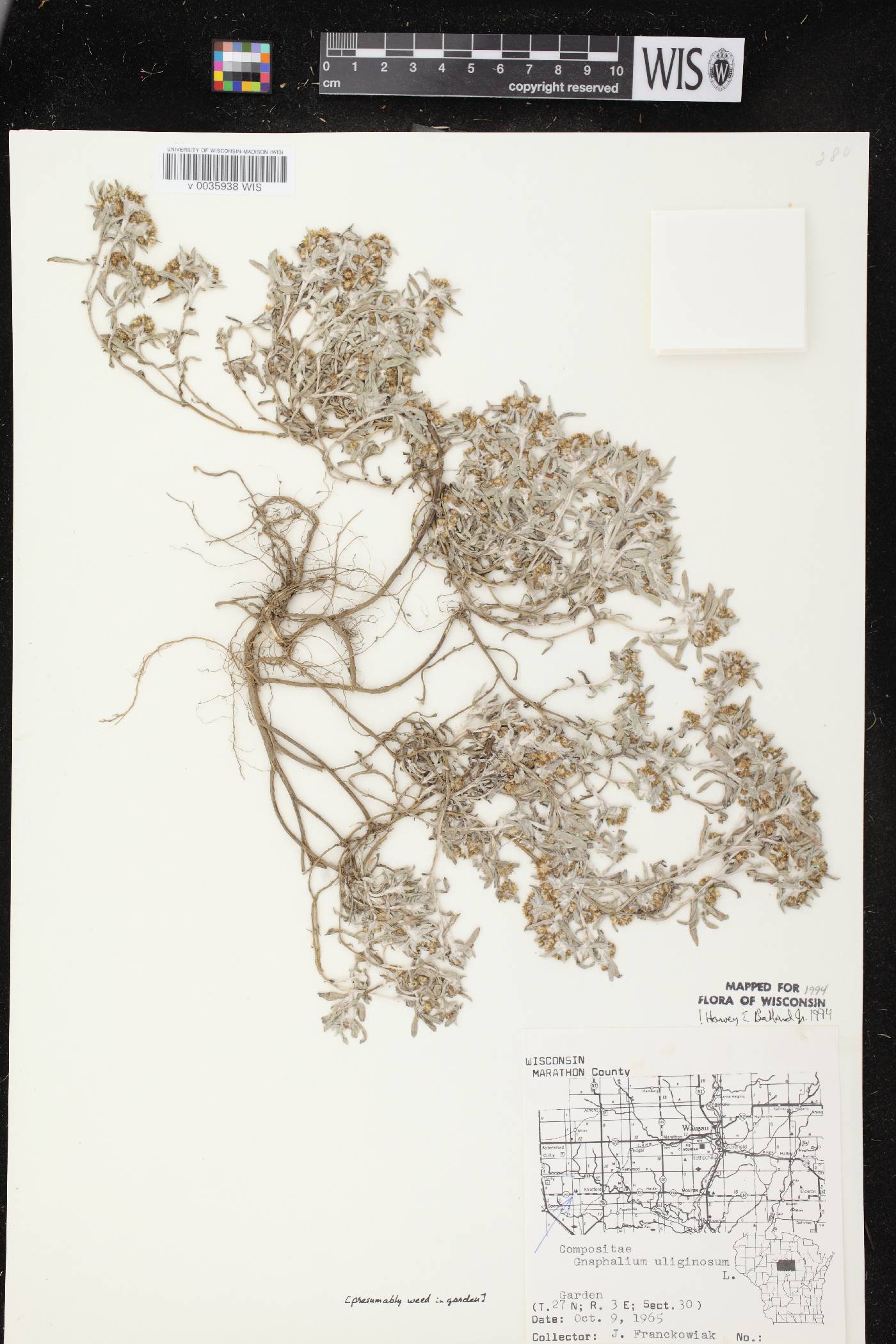 Gnaphalium uliginosum image