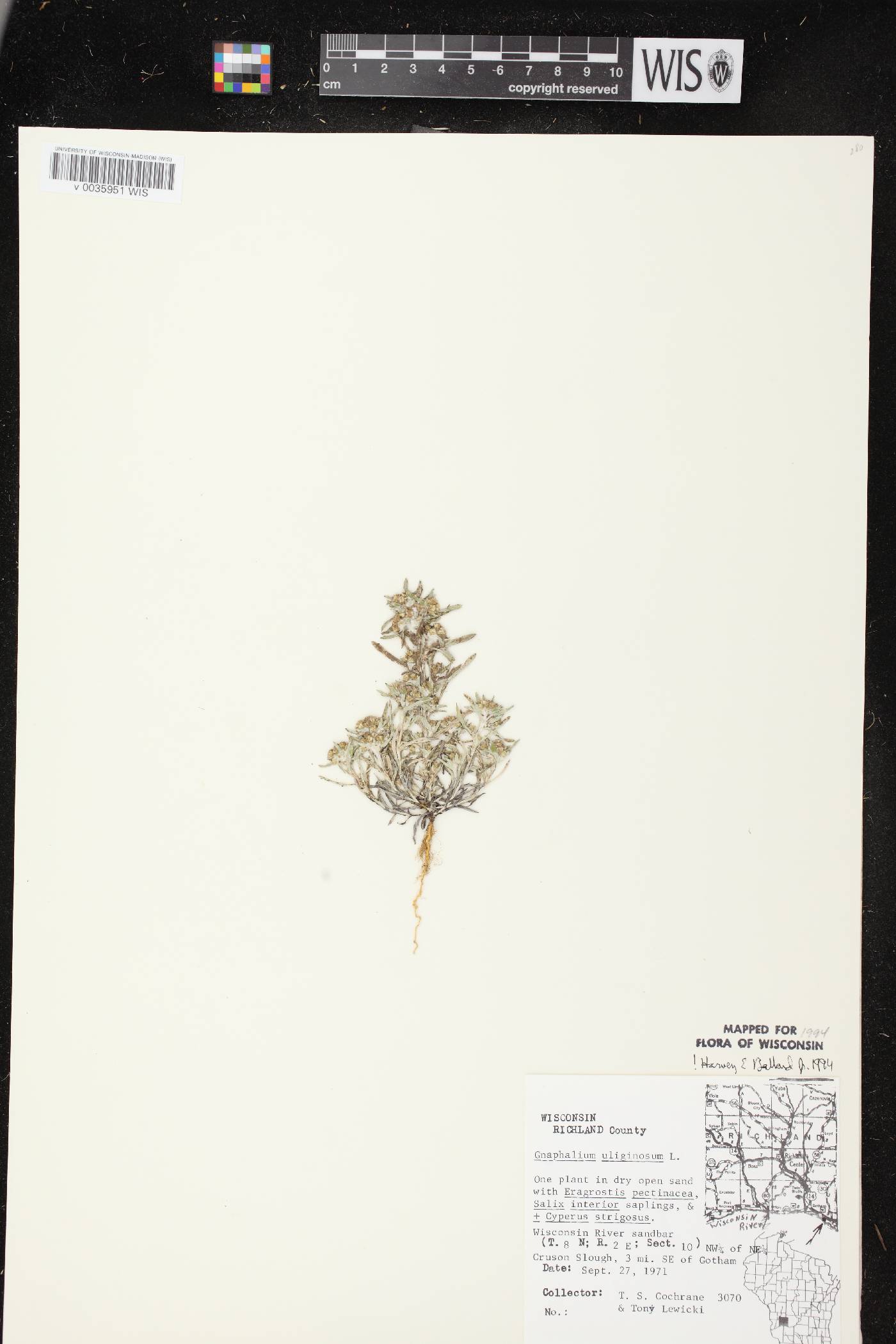 Gnaphalium uliginosum image