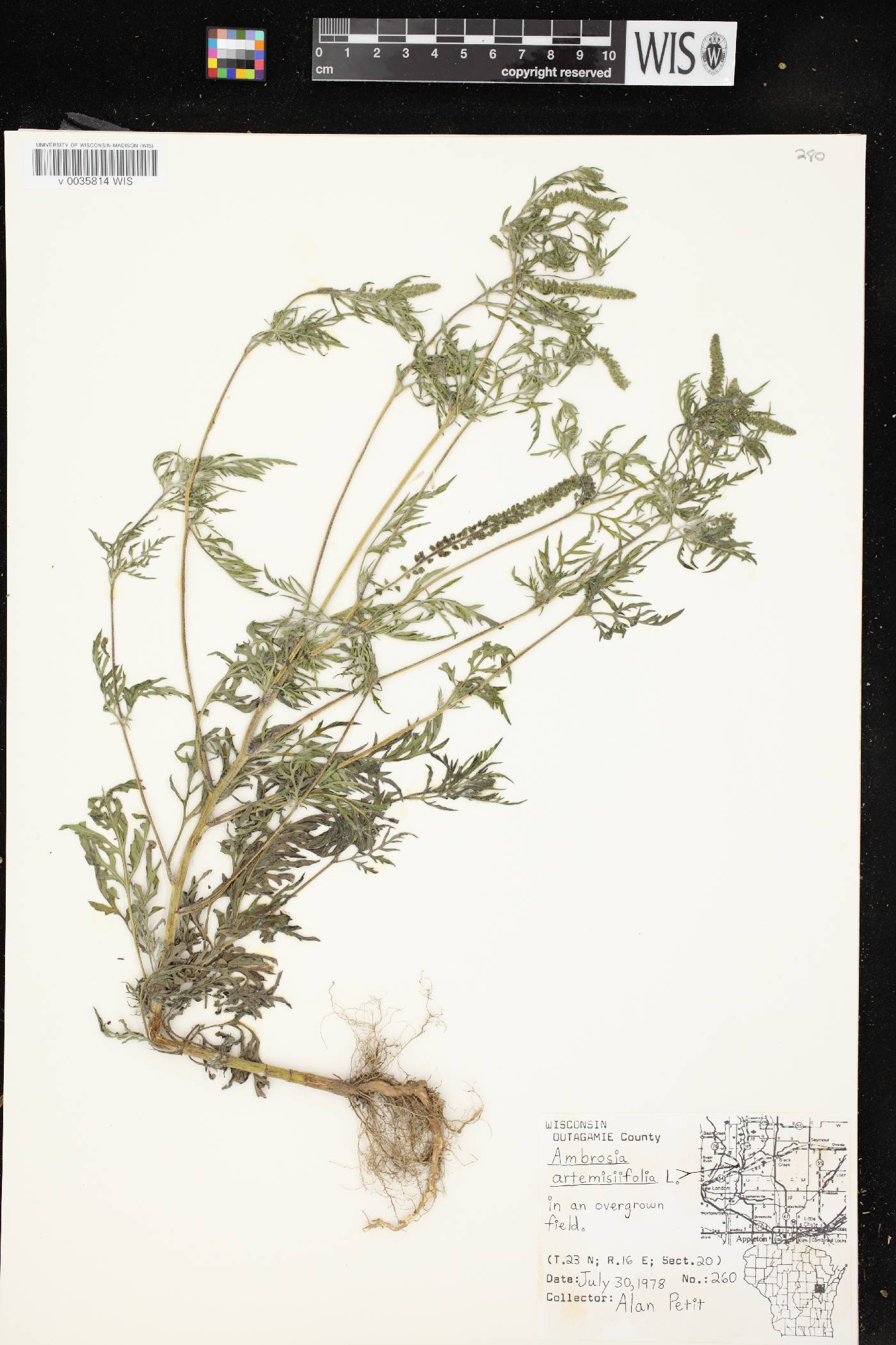 Ambrosia artemisiifolia image