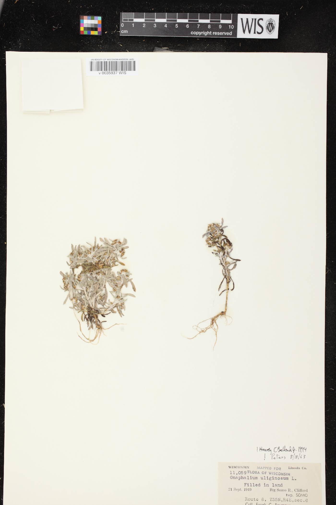 Gnaphalium uliginosum image