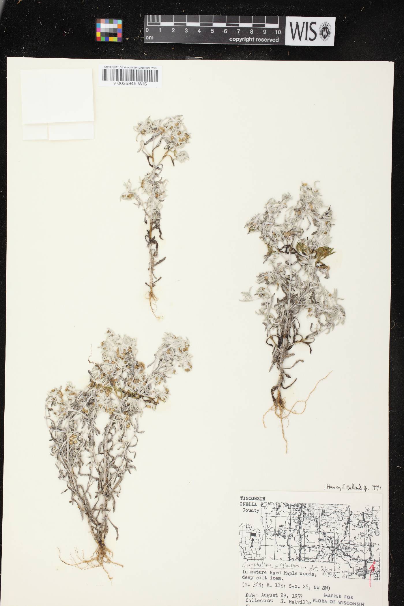 Gnaphalium uliginosum image