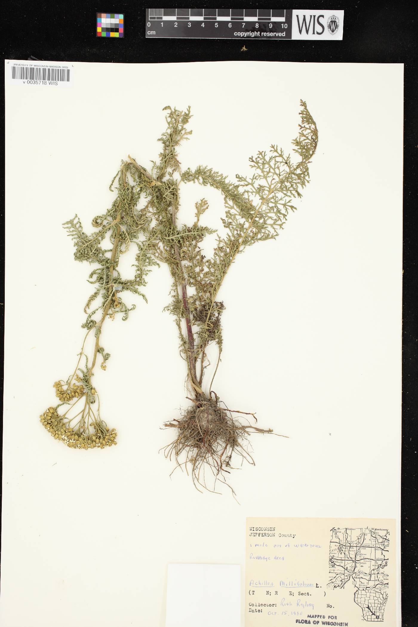 Achillea millefolium image