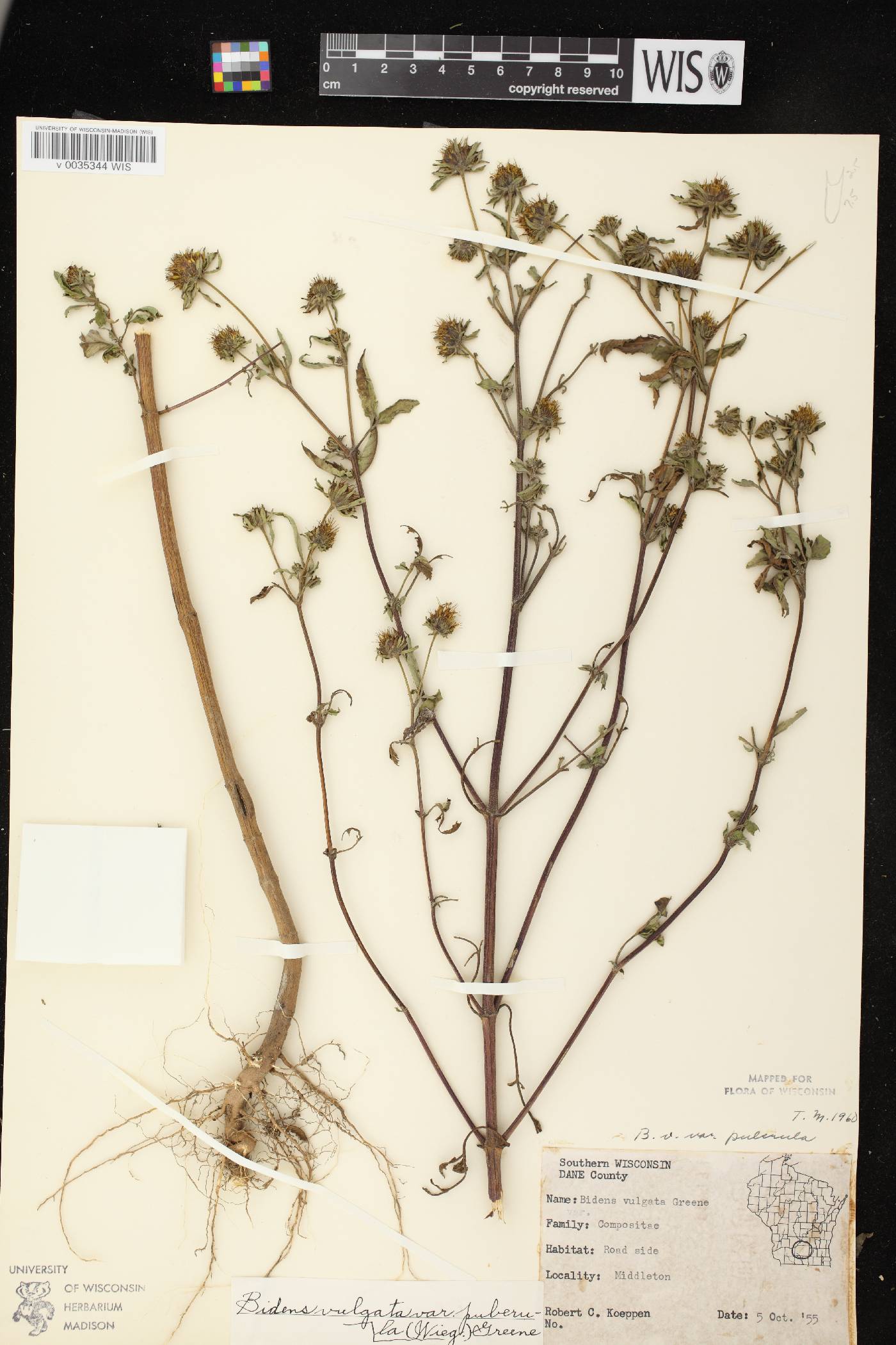 Bidens vulgata image