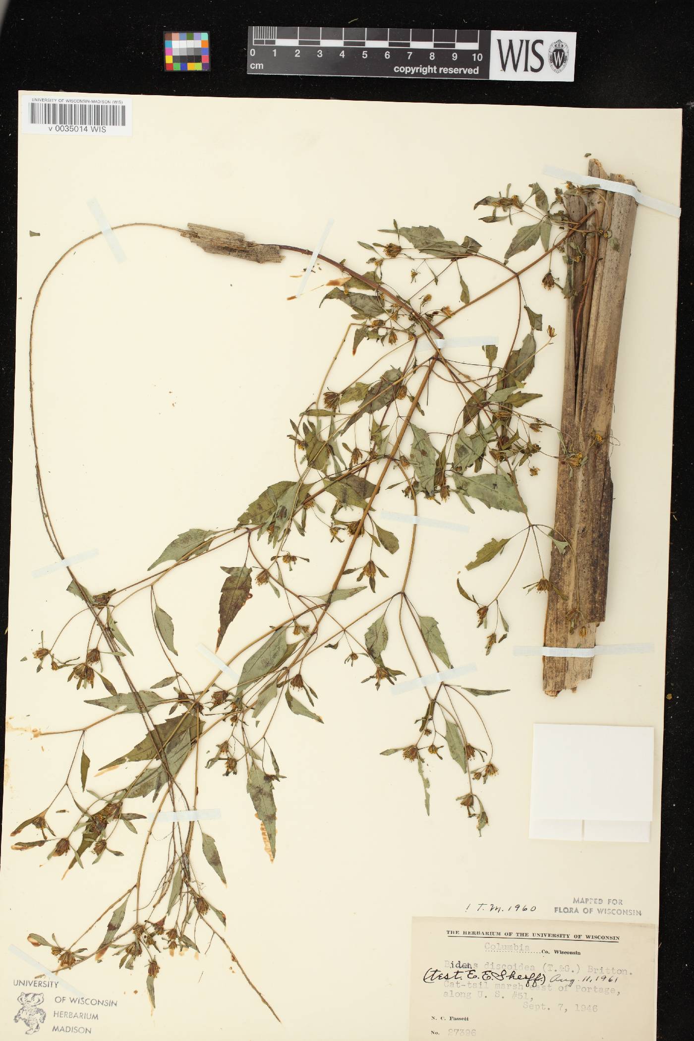 Bidens discoidea image