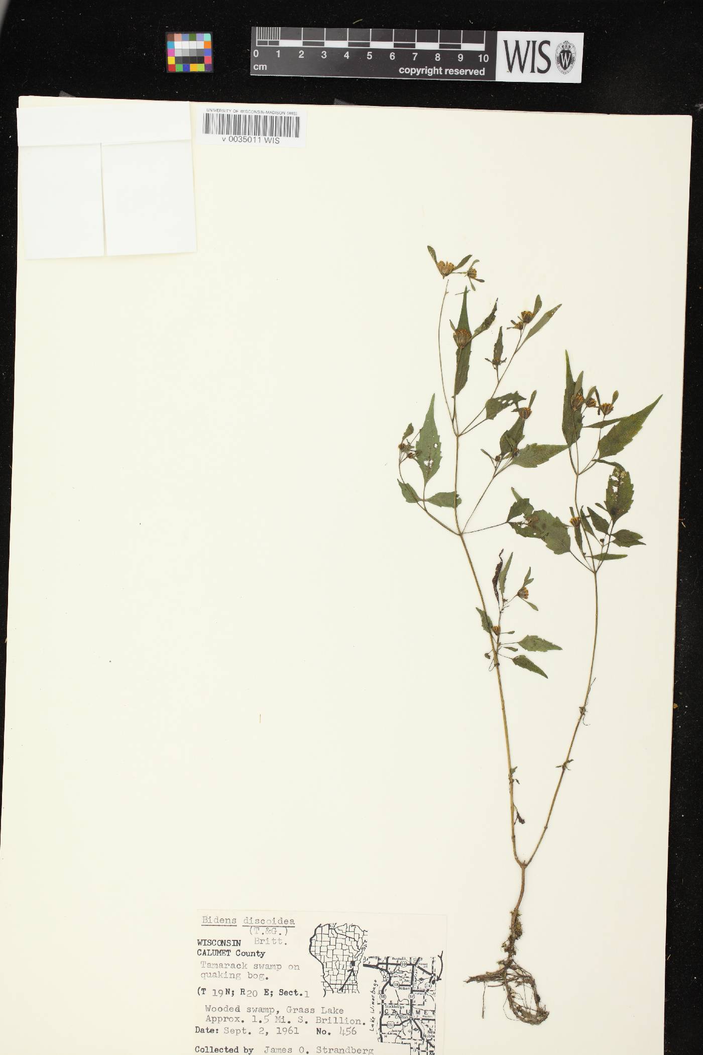 Bidens discoidea image