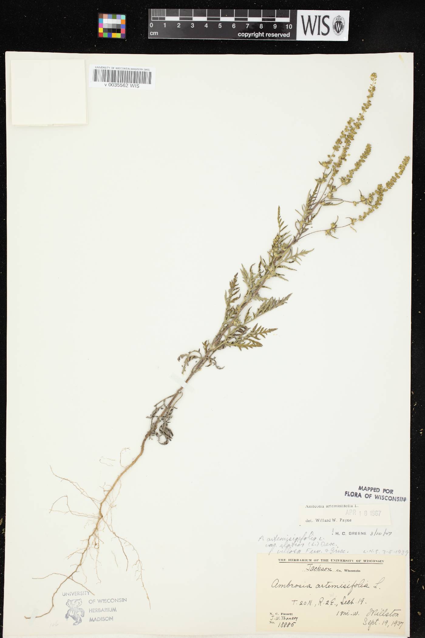 Ambrosia artemisiifolia image
