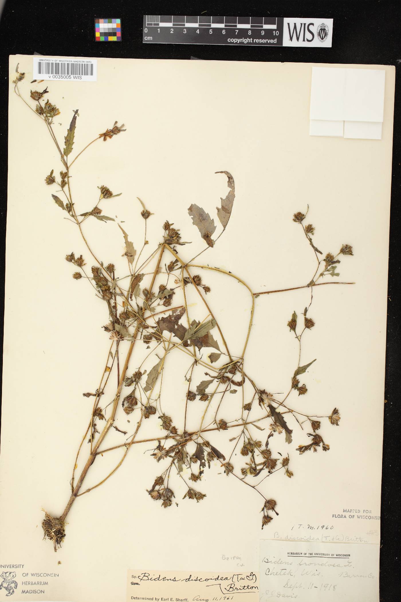 Bidens discoidea image
