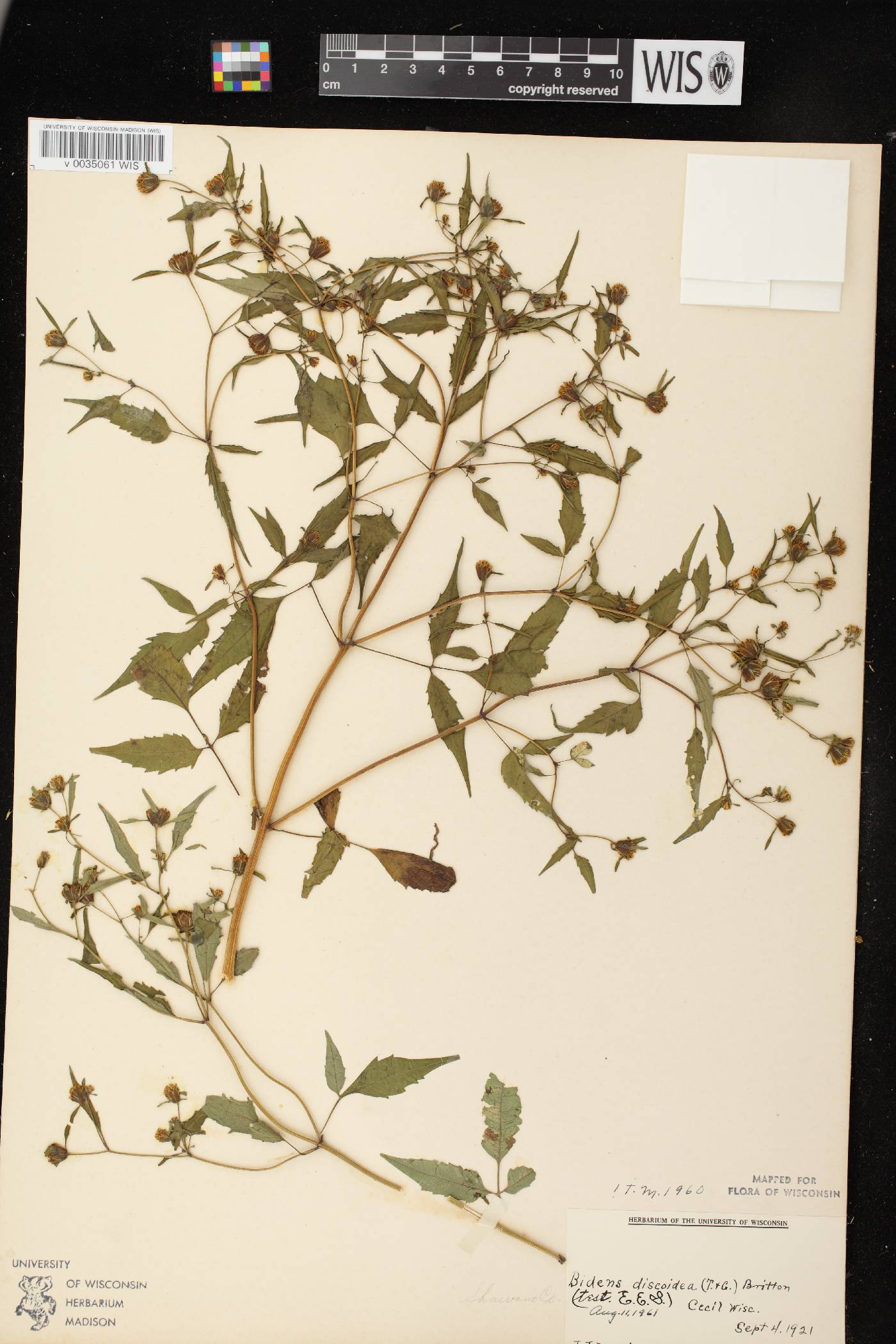Bidens discoidea image