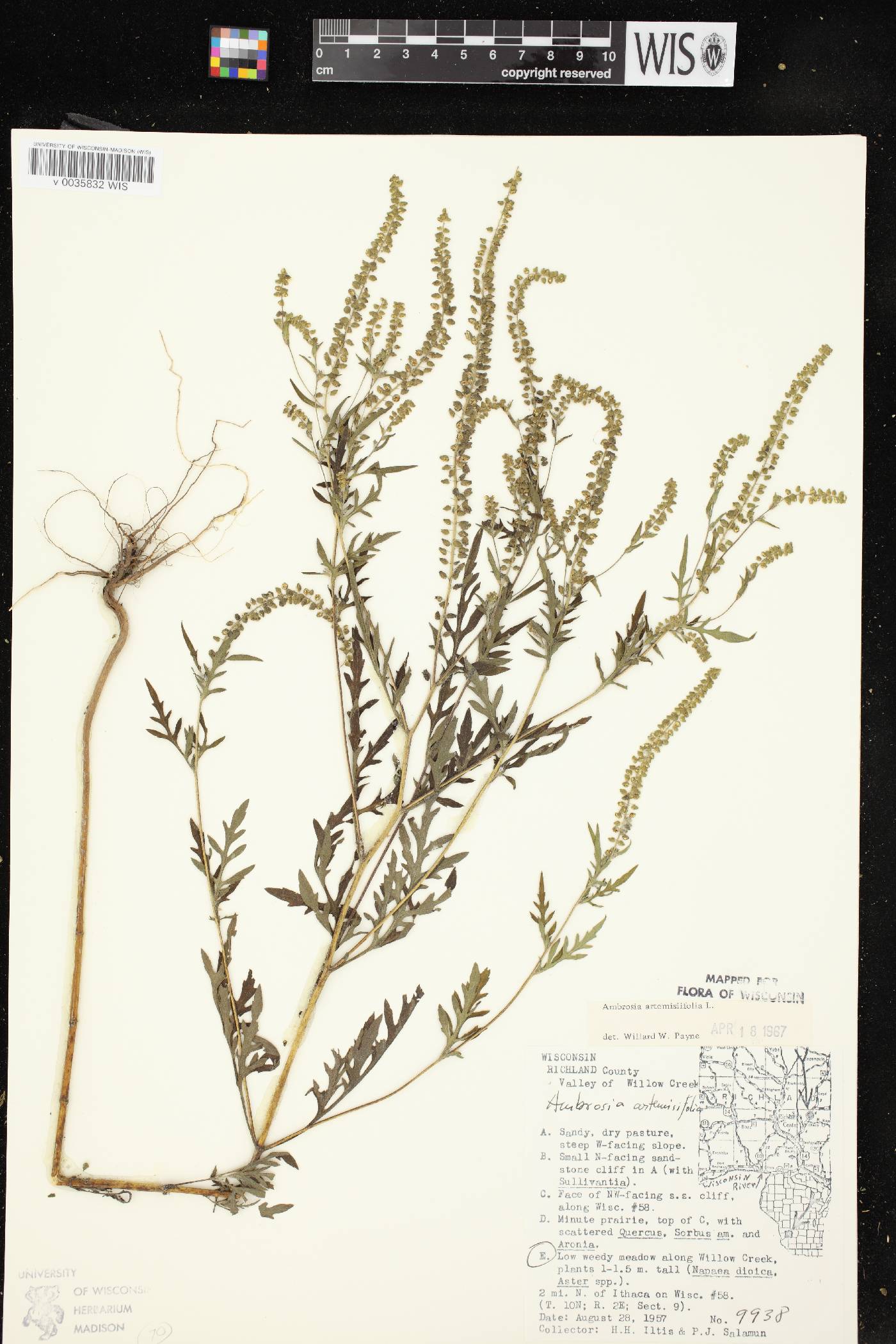 Ambrosia artemisiifolia image