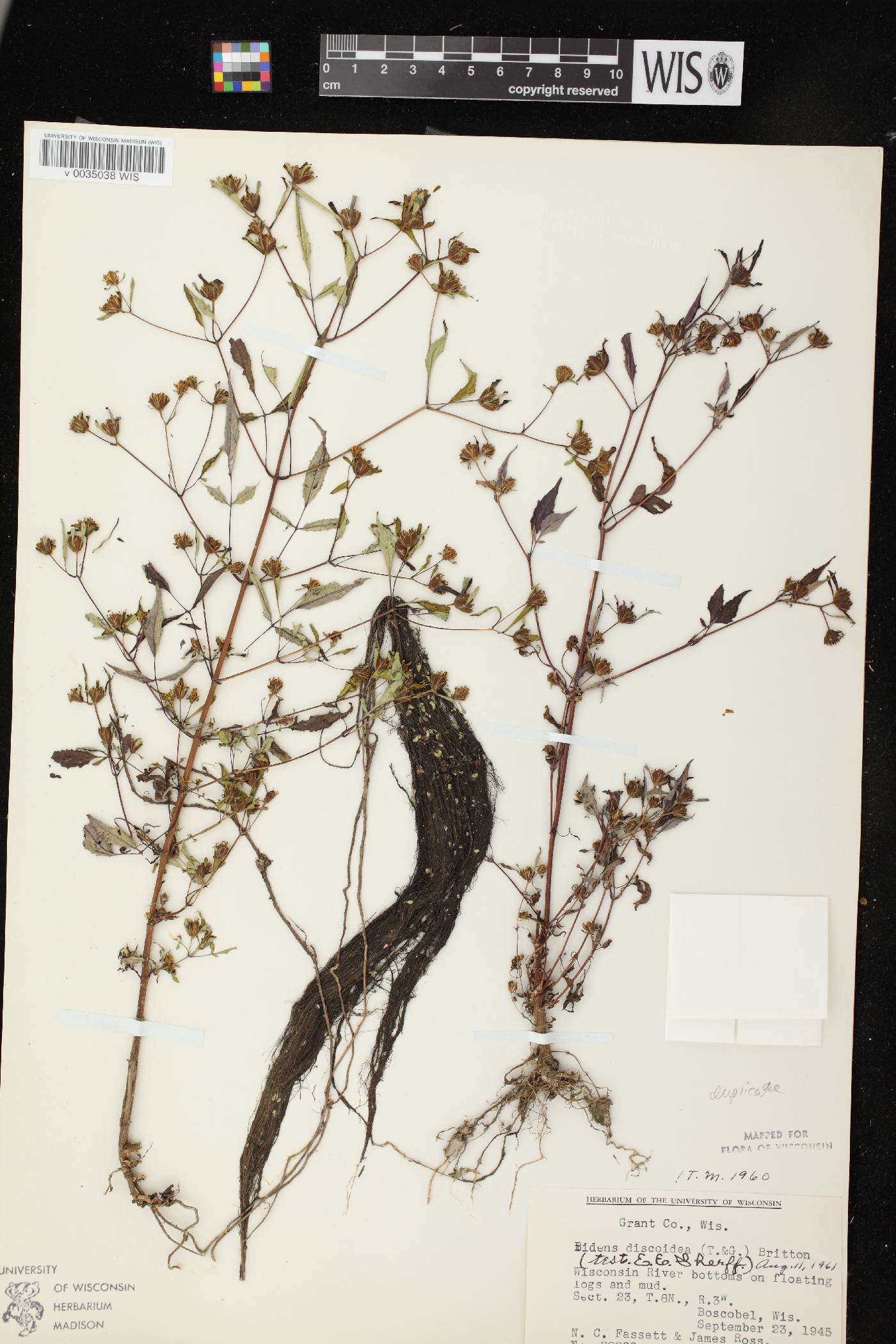 Bidens discoidea image