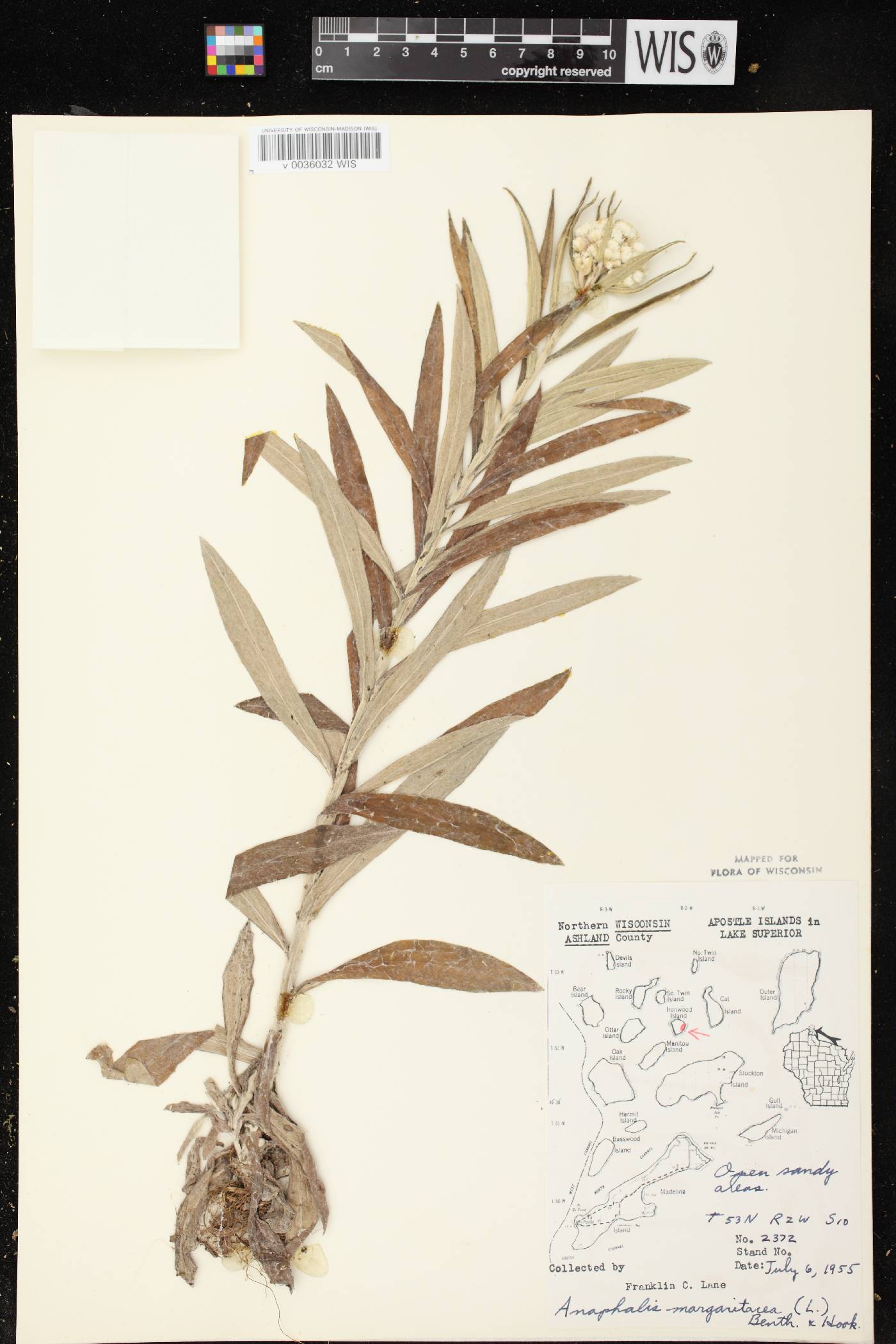 Anaphalis margaritacea image