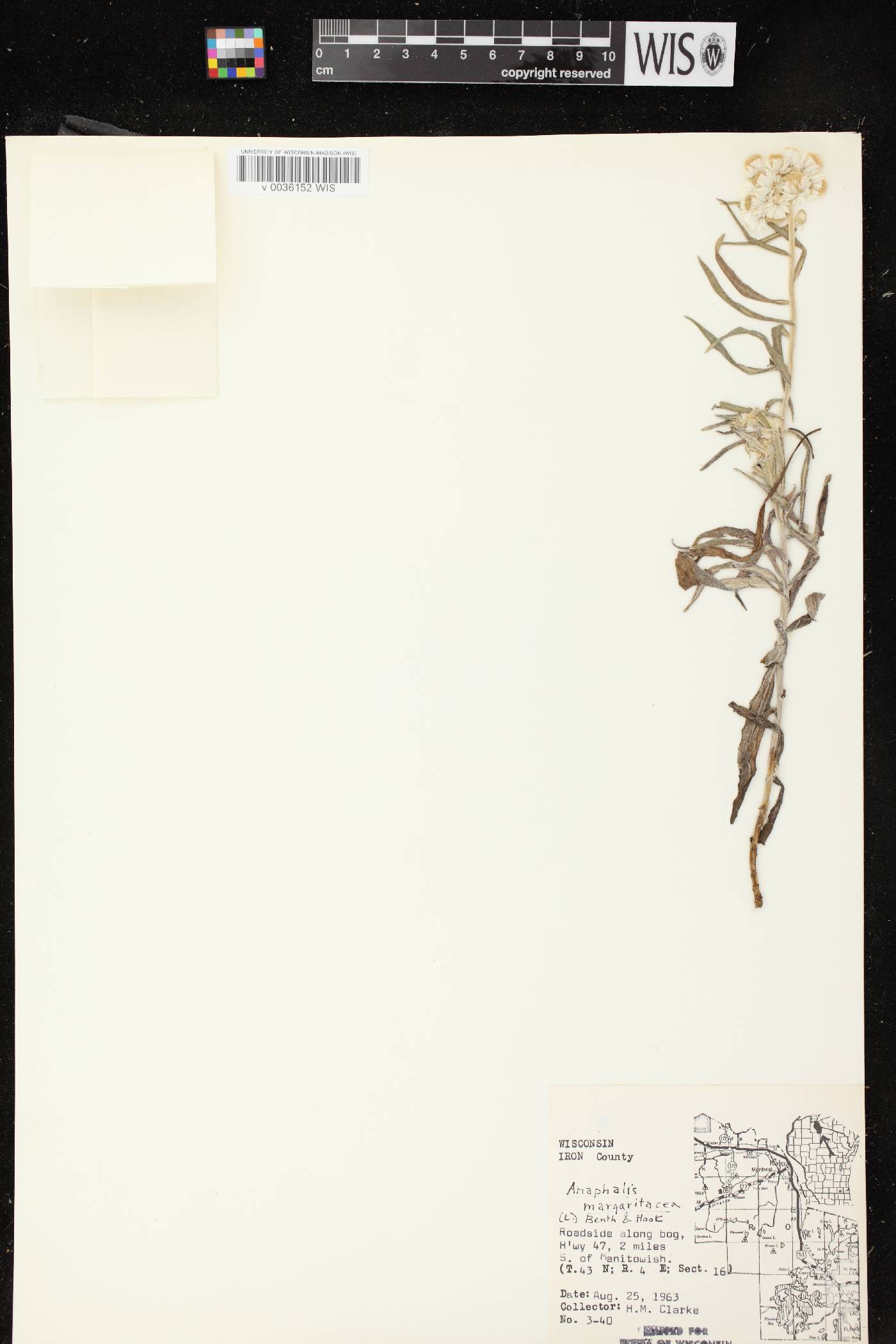Anaphalis margaritacea image