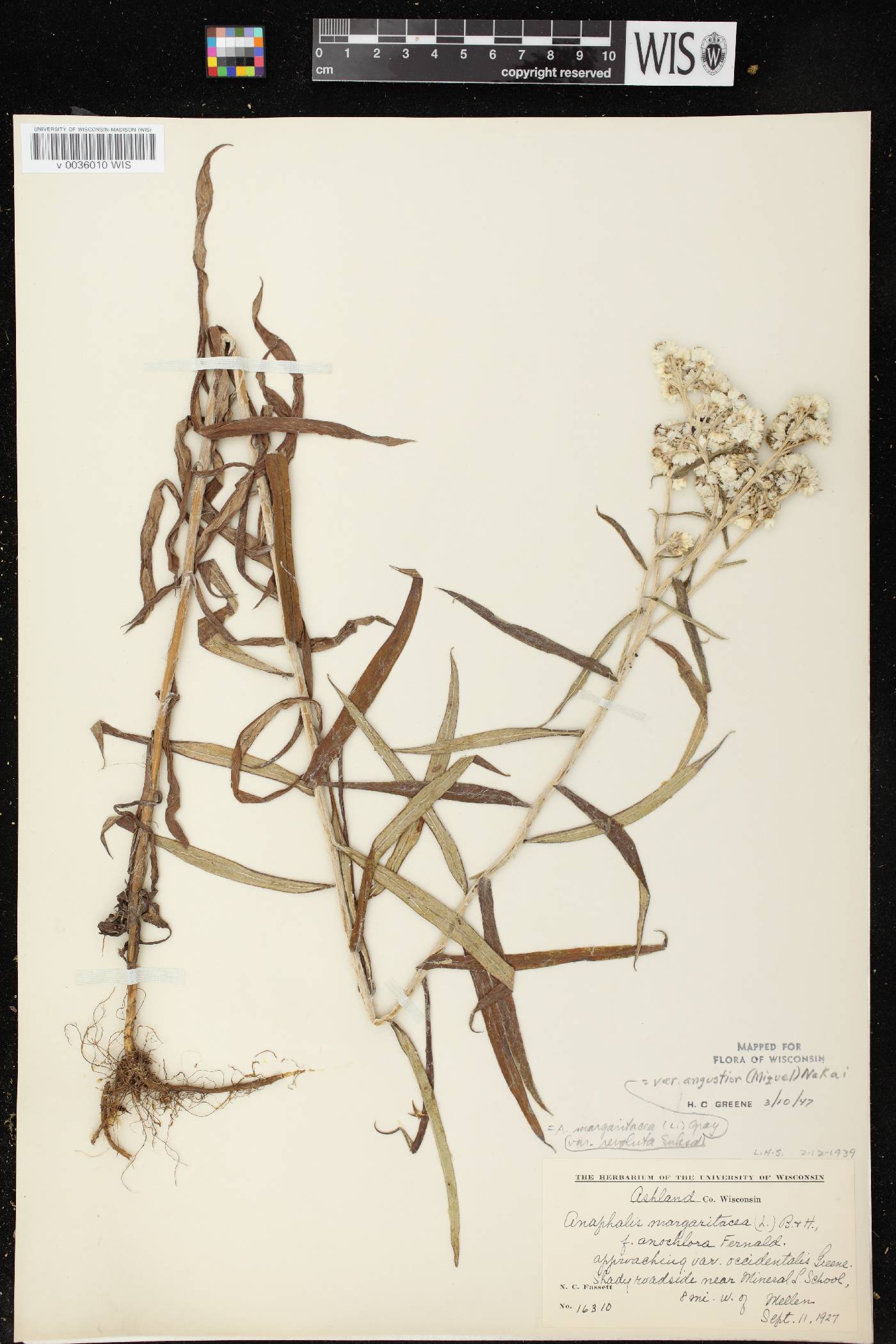 Anaphalis margaritacea image