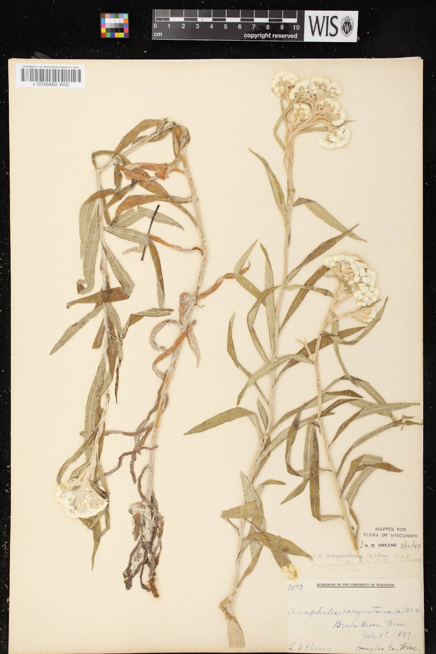 Anaphalis margaritacea image